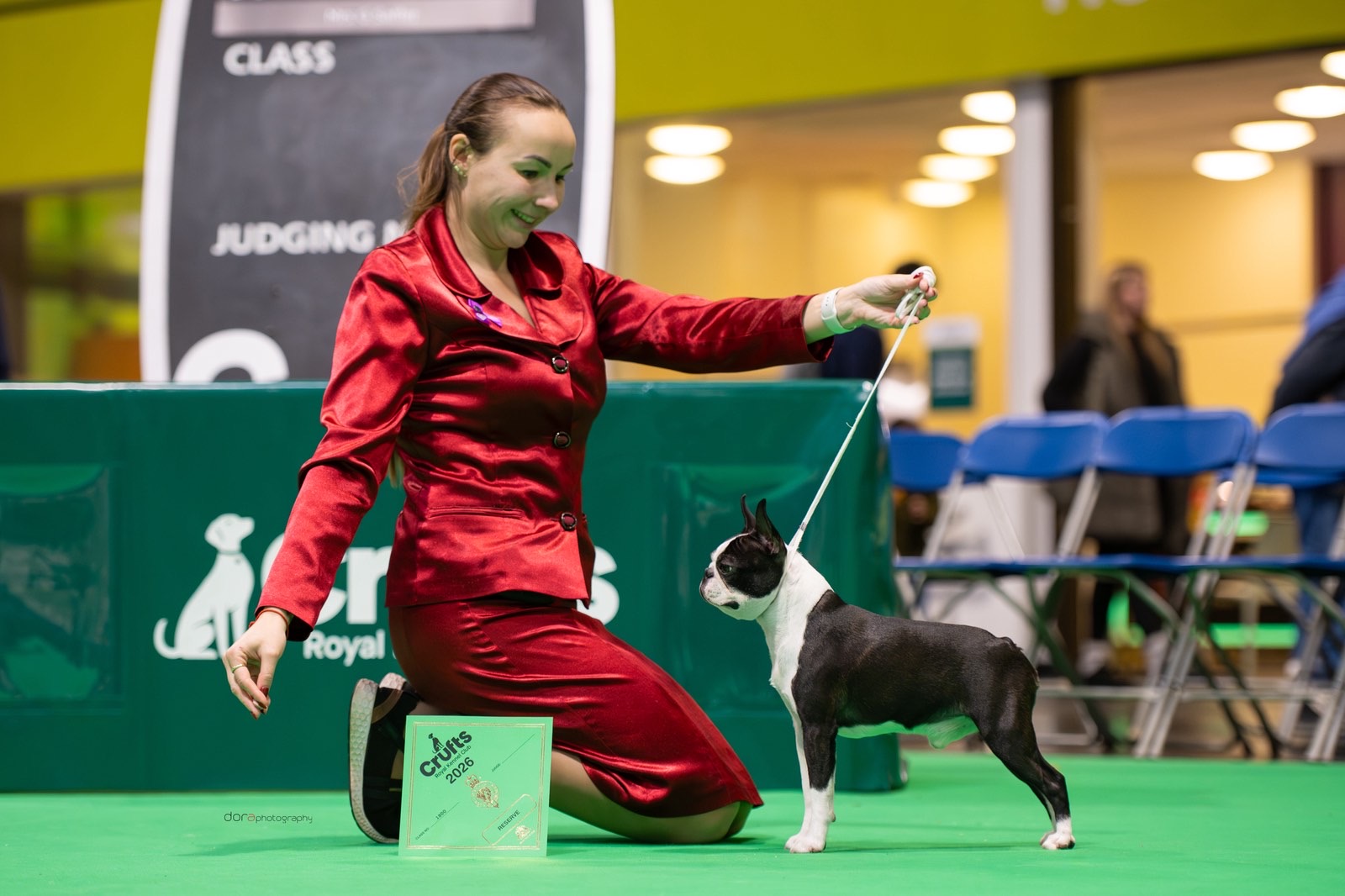  Elegant Ernesto - Boston Terrier