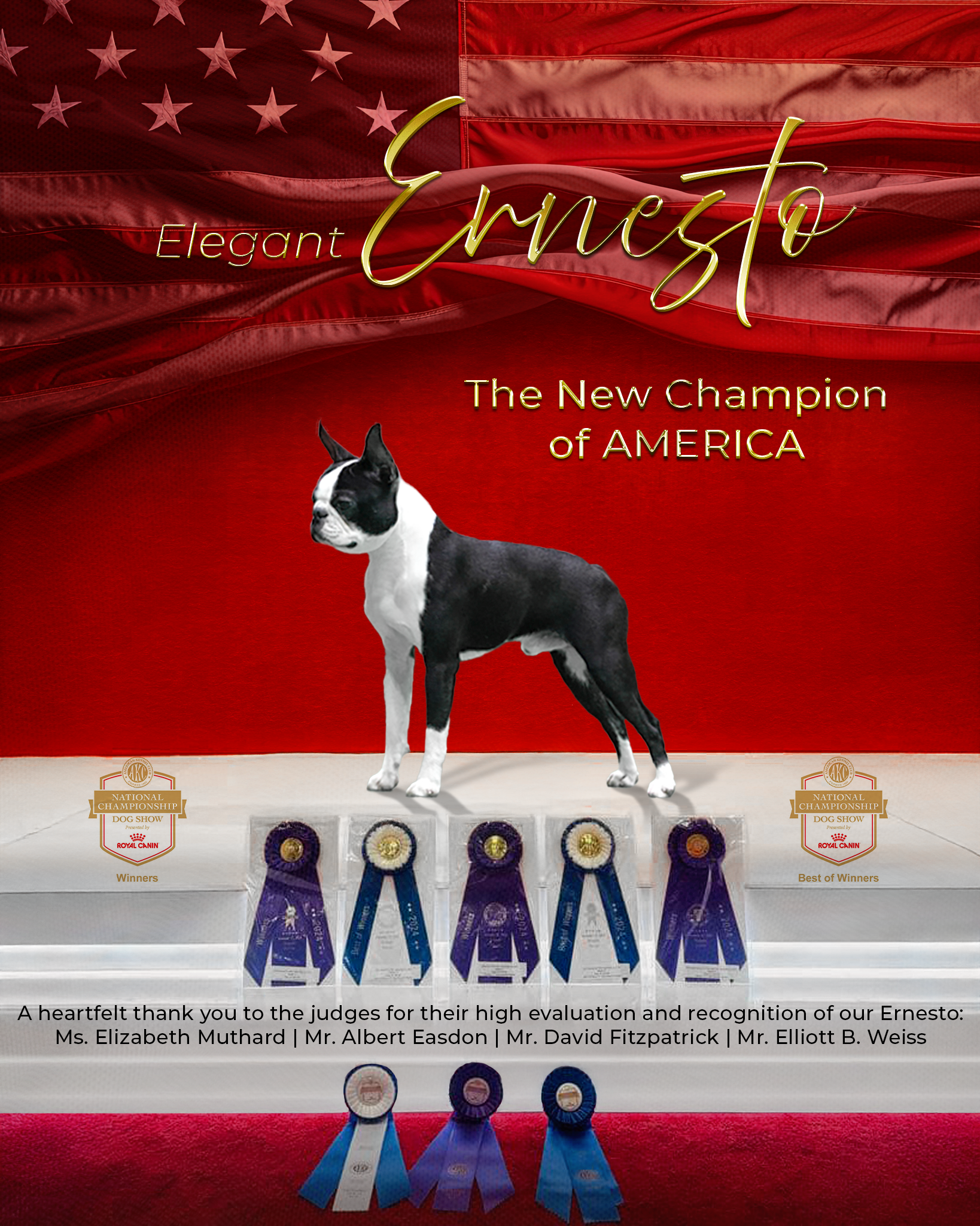 Elegant Ernesto - Champion Boston Terrier
