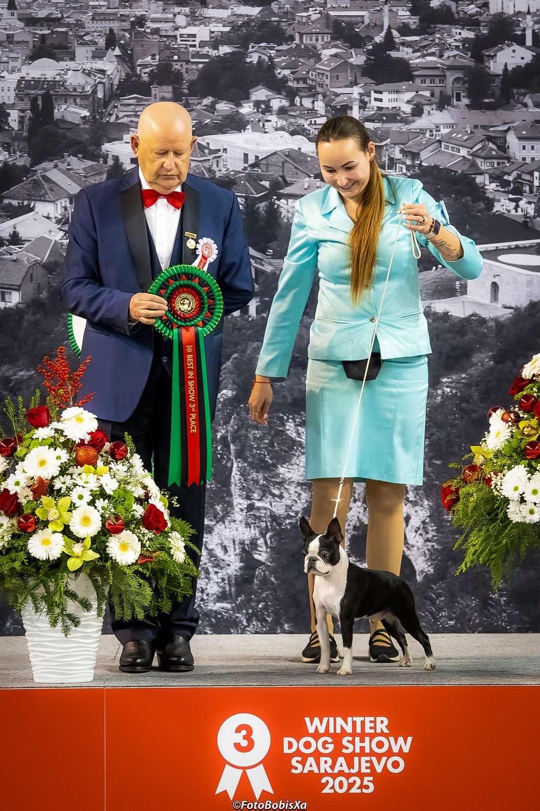 Champion Boston Terrier Elegant Ernesto at dog show