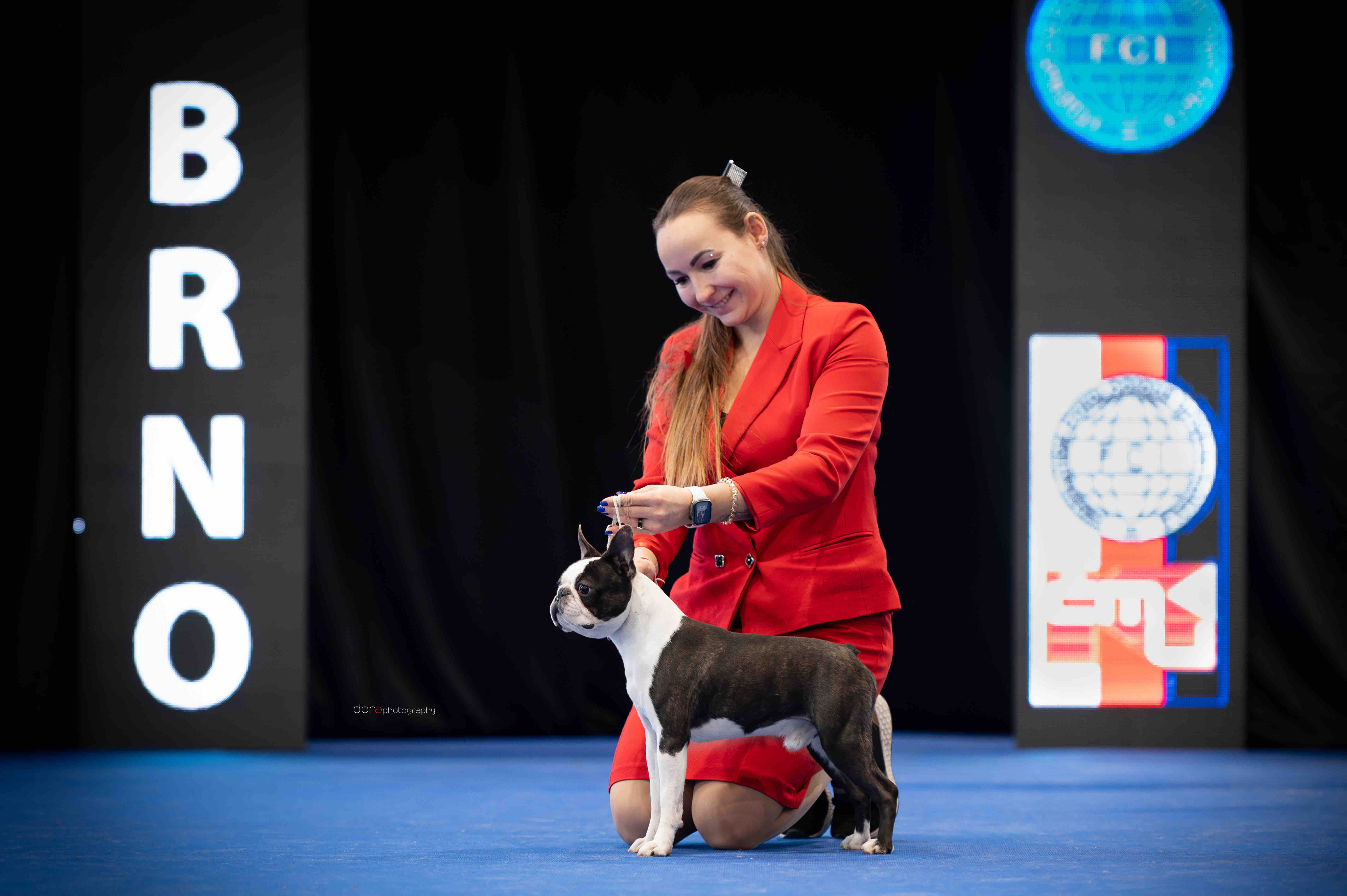  Admirable Amir - Boston Terrier