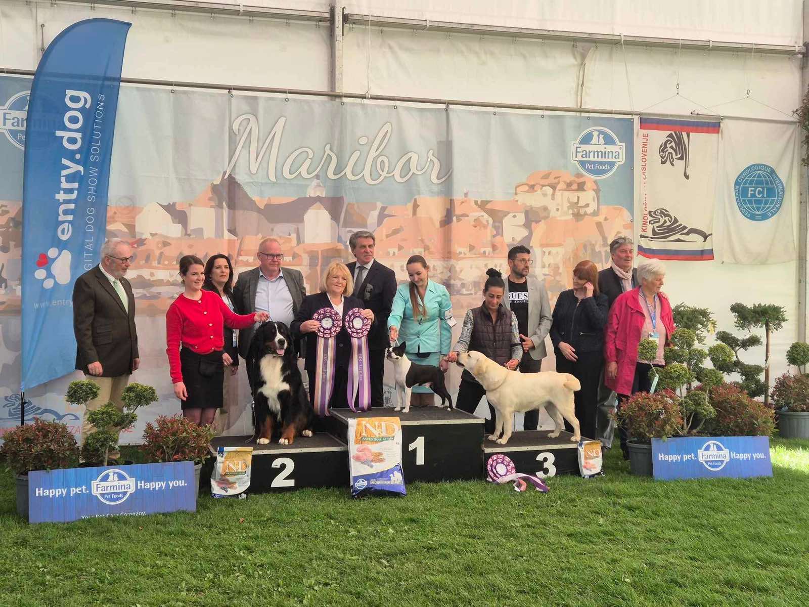  Admirable Amir - Boston Terrier