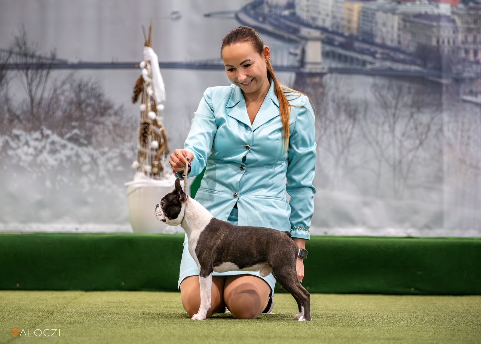  Admirable Amir - Boston Terrier