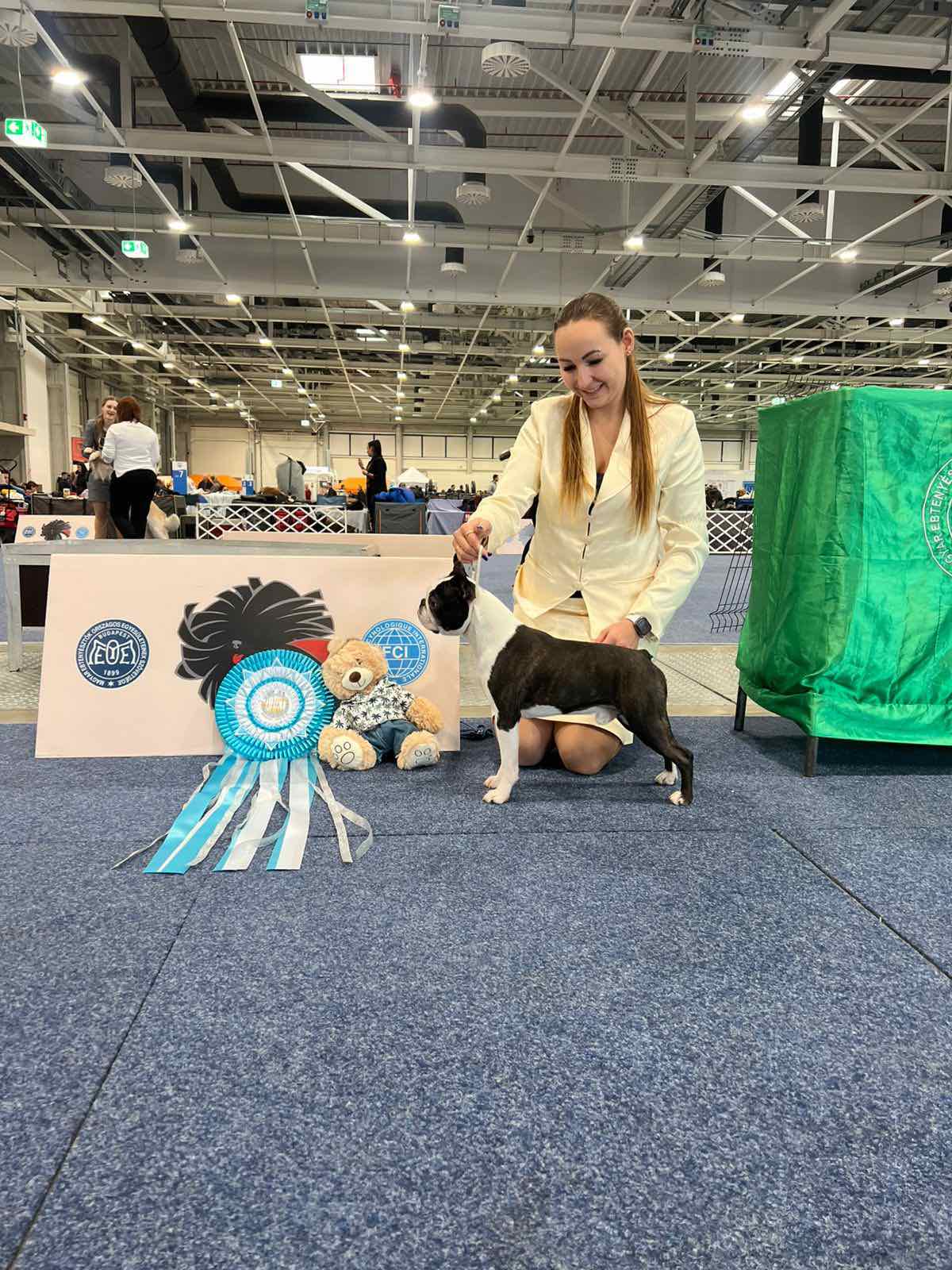  Admirable Amir - Boston Terrier