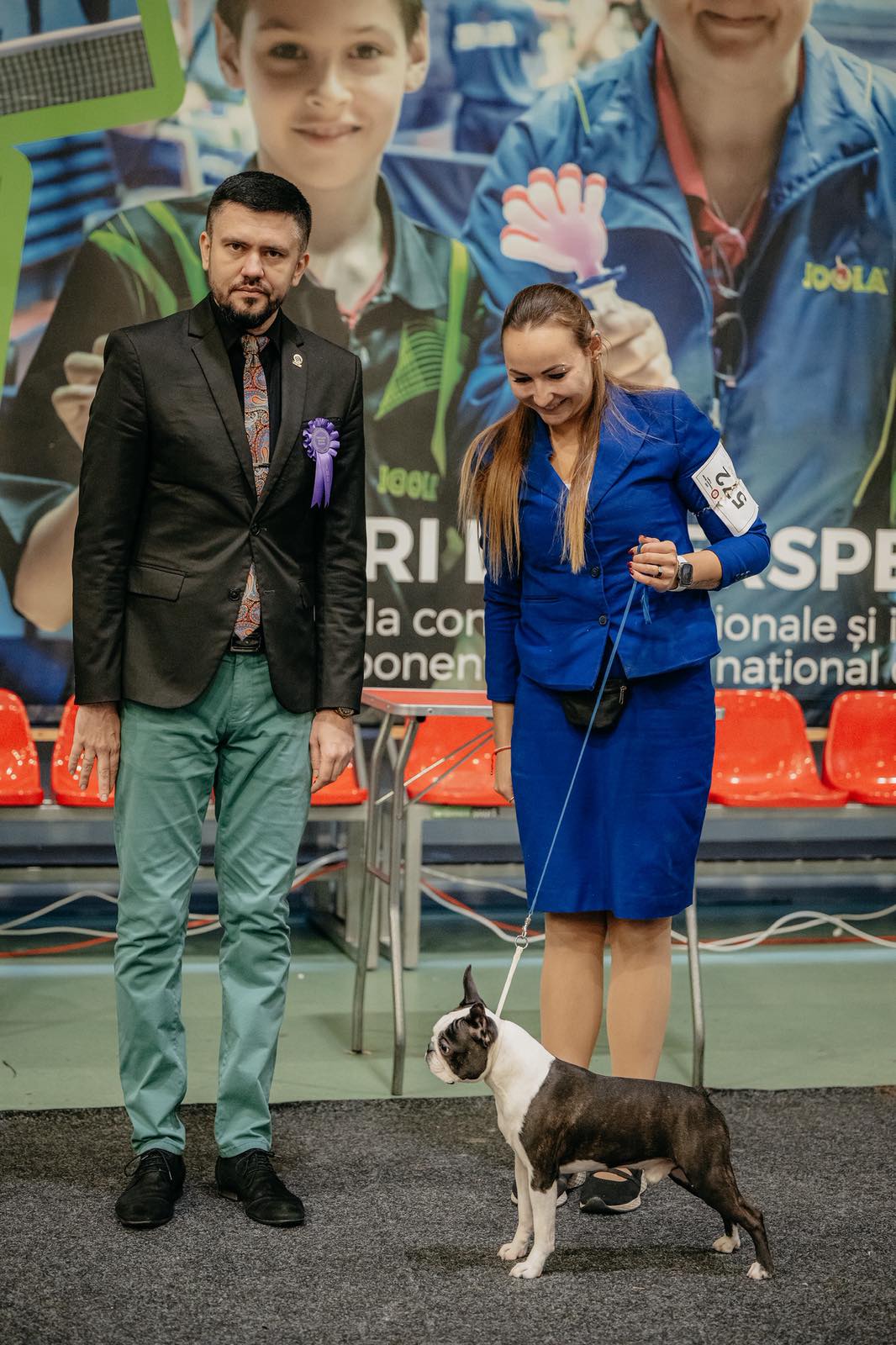  Admirable Amir - Boston Terrier