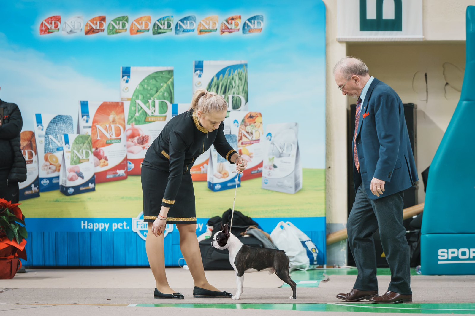  Admirable Amir - Boston Terrier