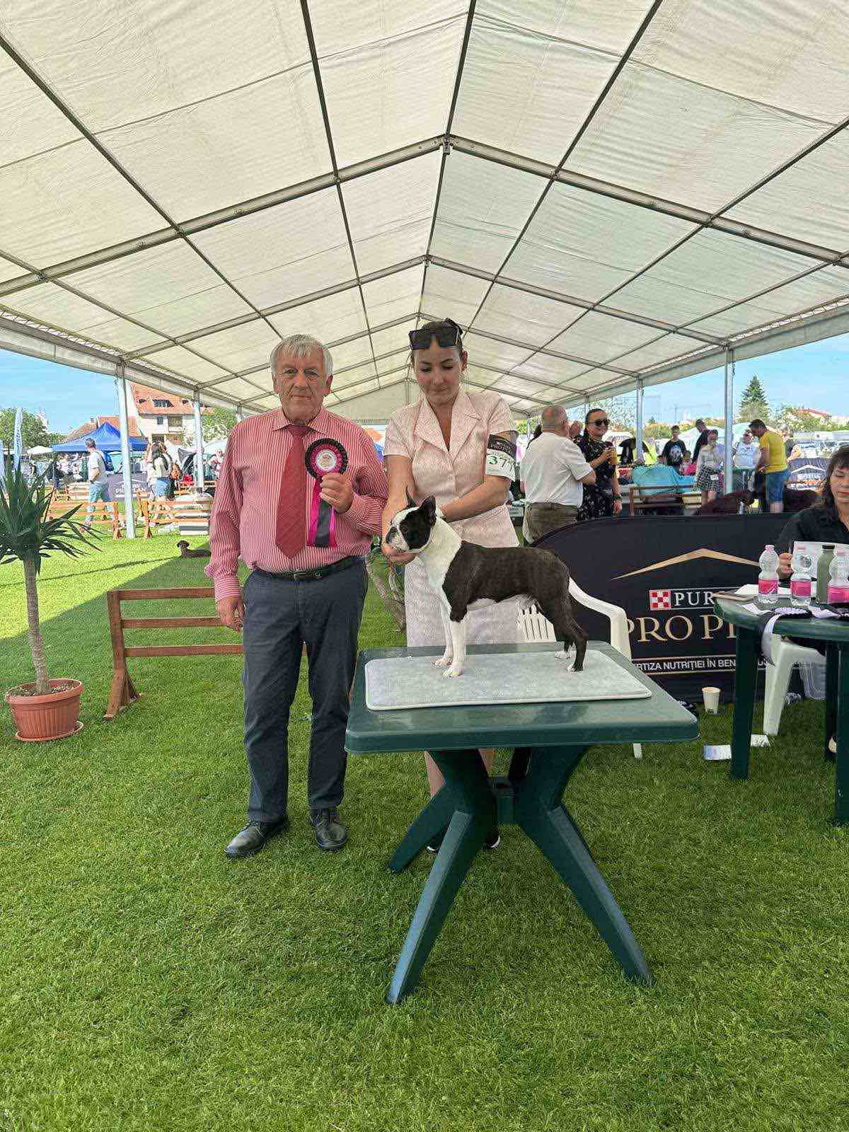  Admirable Amir - Boston Terrier