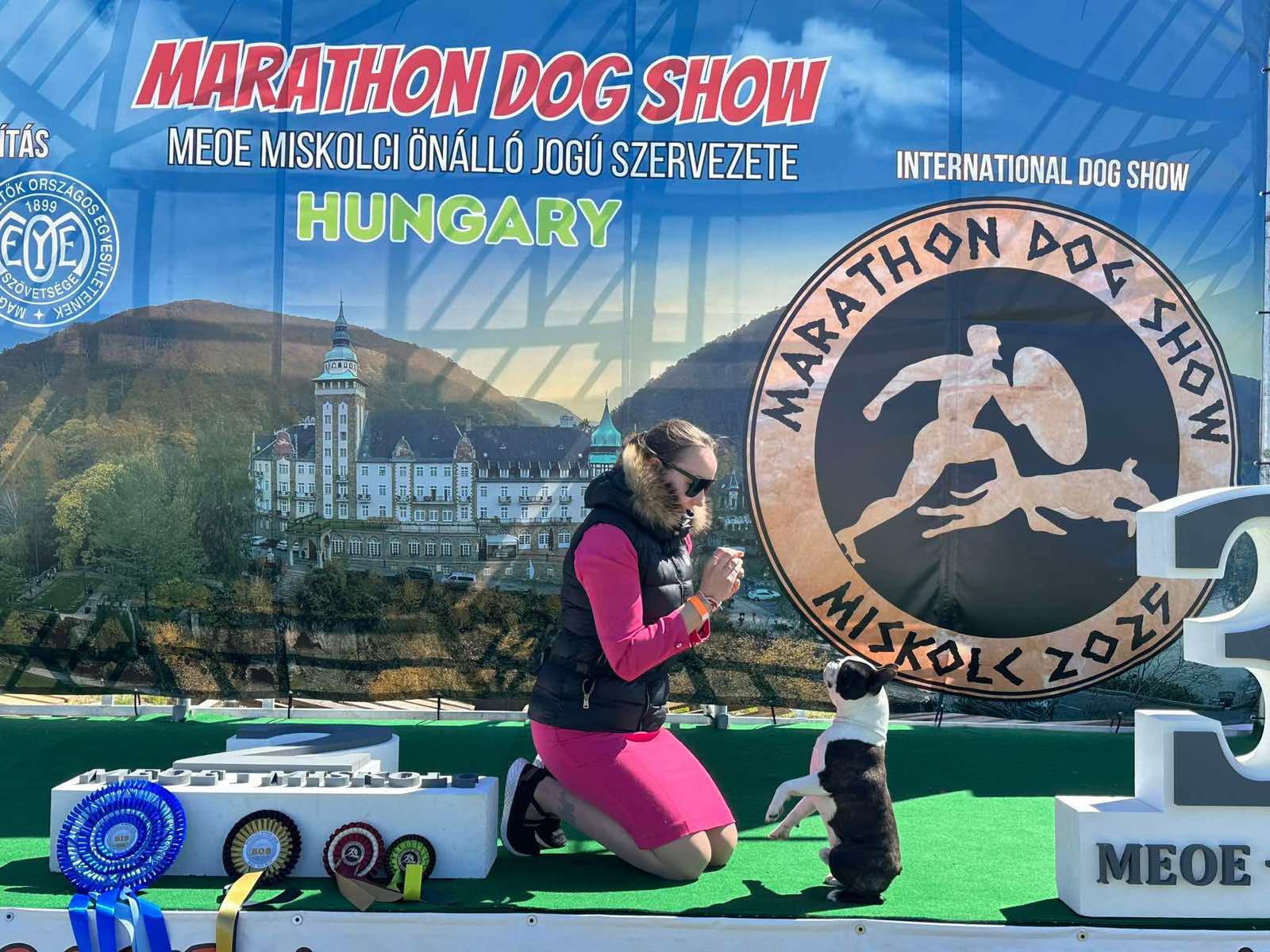  Admirable Amir - Boston Terrier