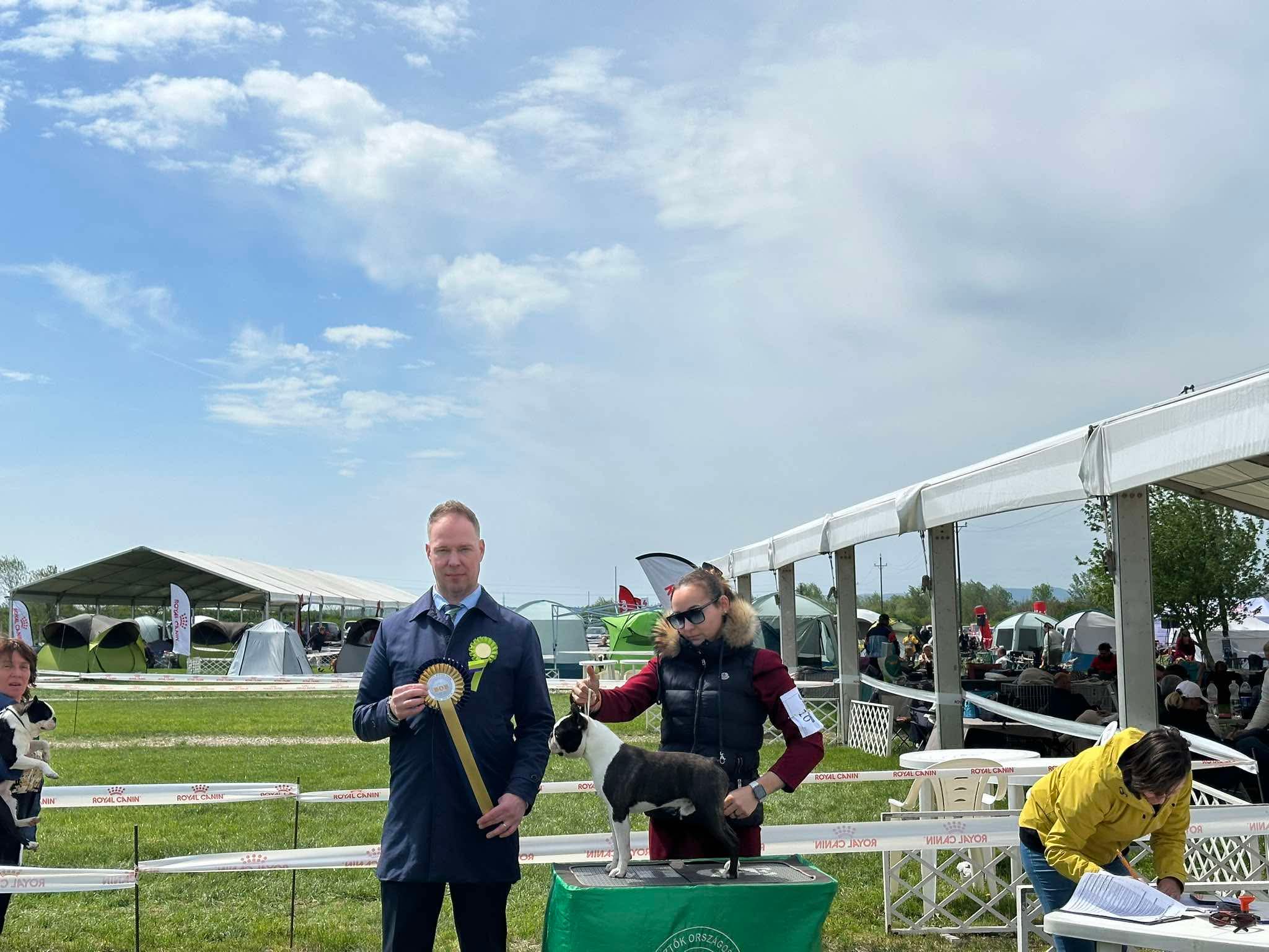  Admirable Amir - Boston Terrier