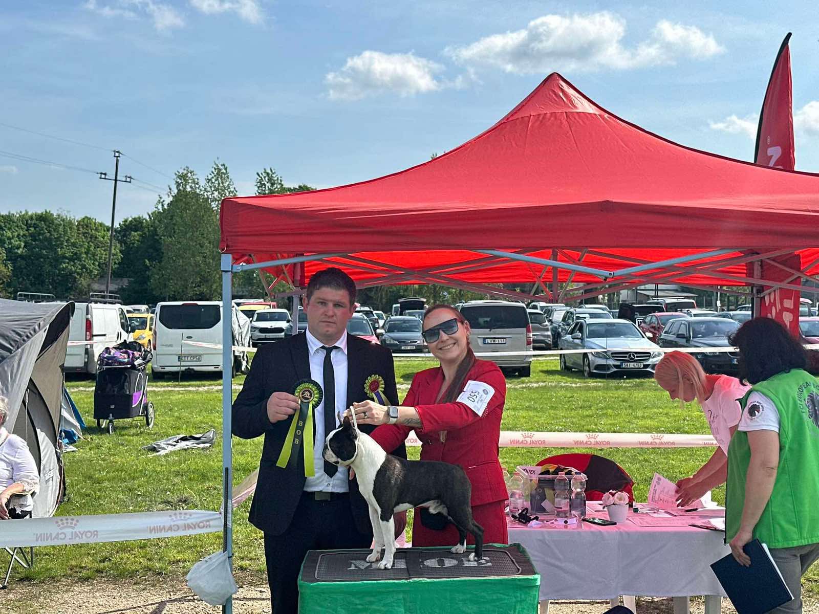  Admirable Amir - Boston Terrier