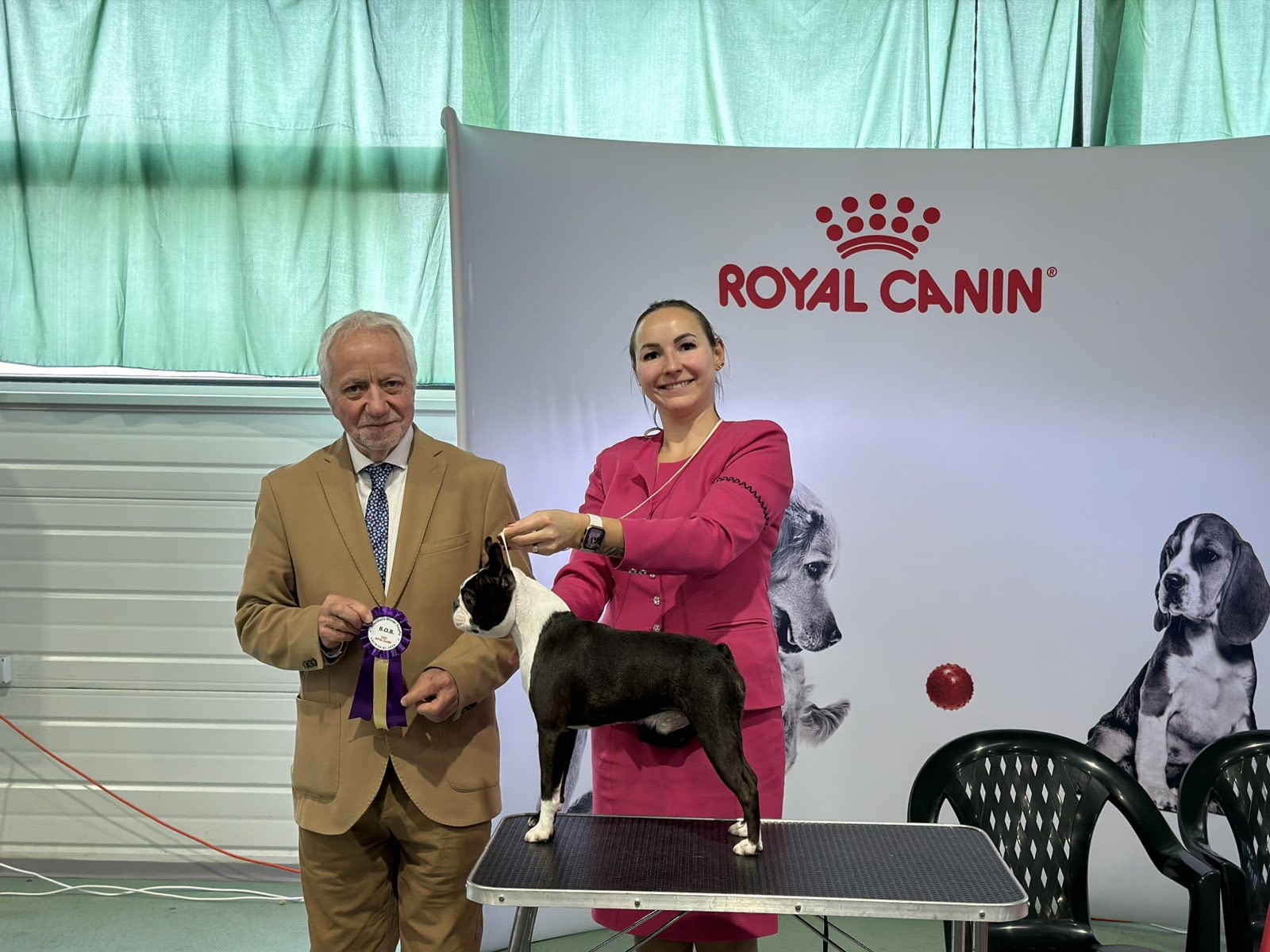  Conspicuous Cano - Boston Terrier