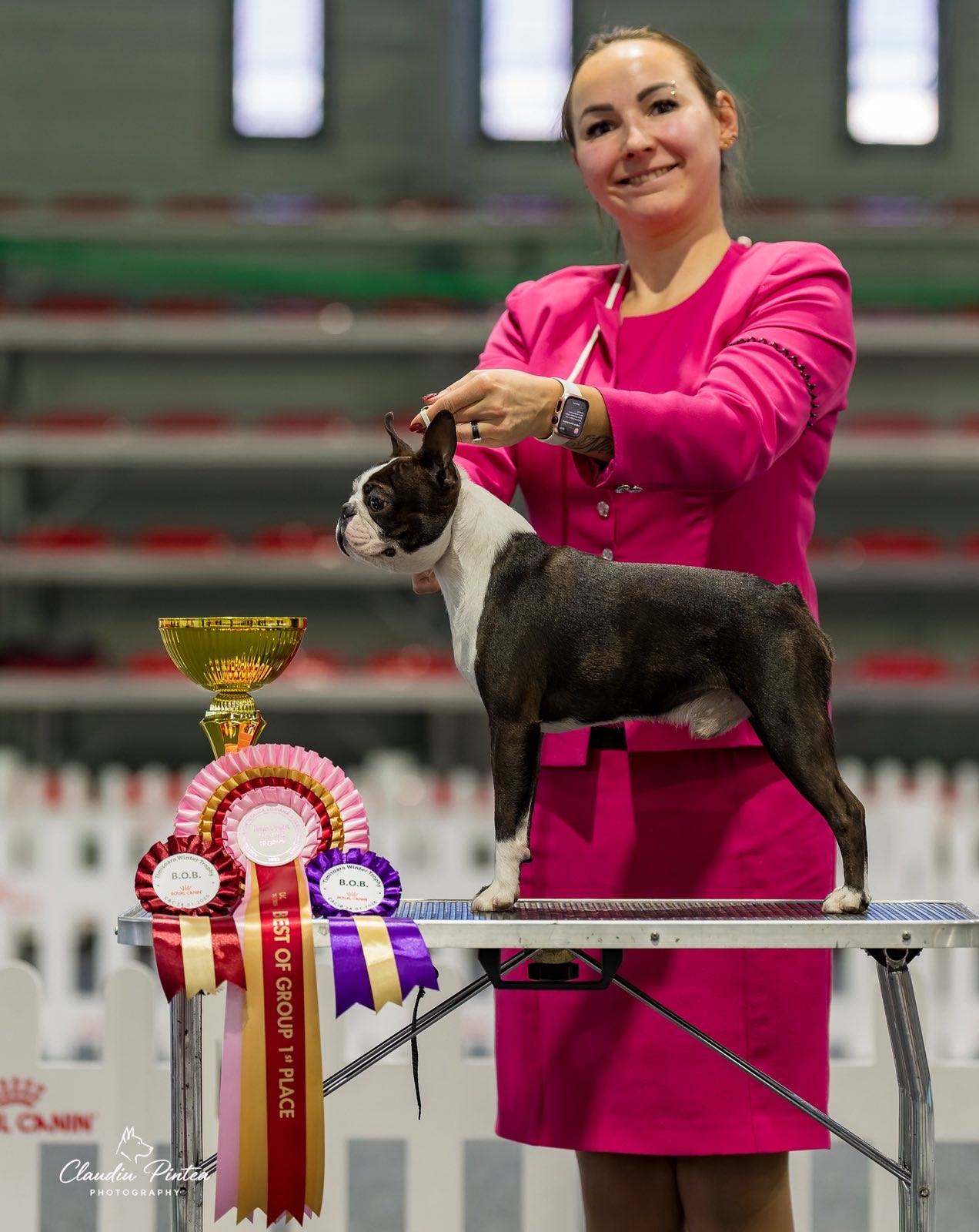  Conspicuous Cano - Boston Terrier