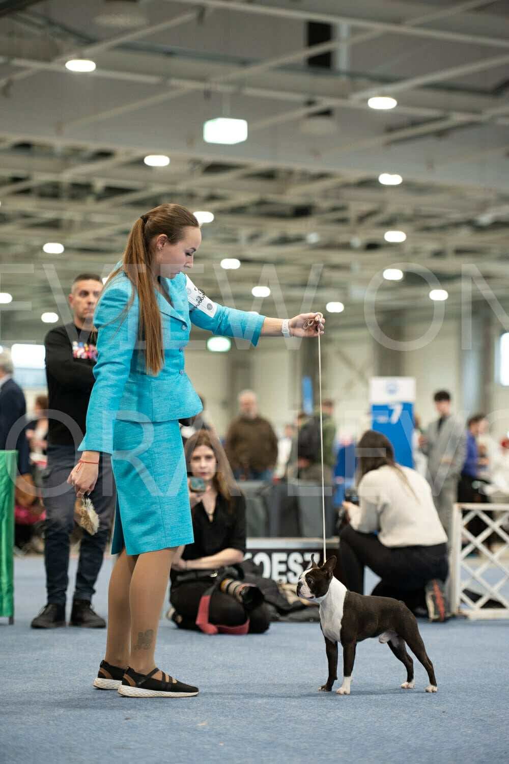  Conspicuous Cano - Boston Terrier