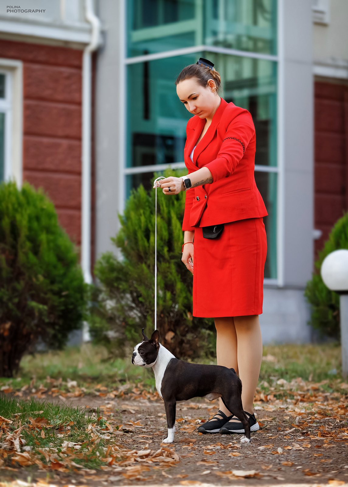  Conspicuous Cano - Boston Terrier