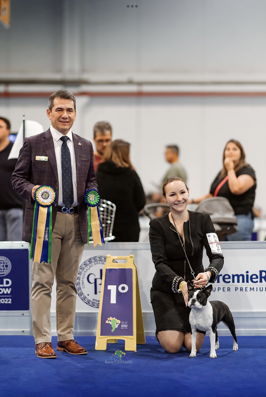 Cindy - Boston Terrier