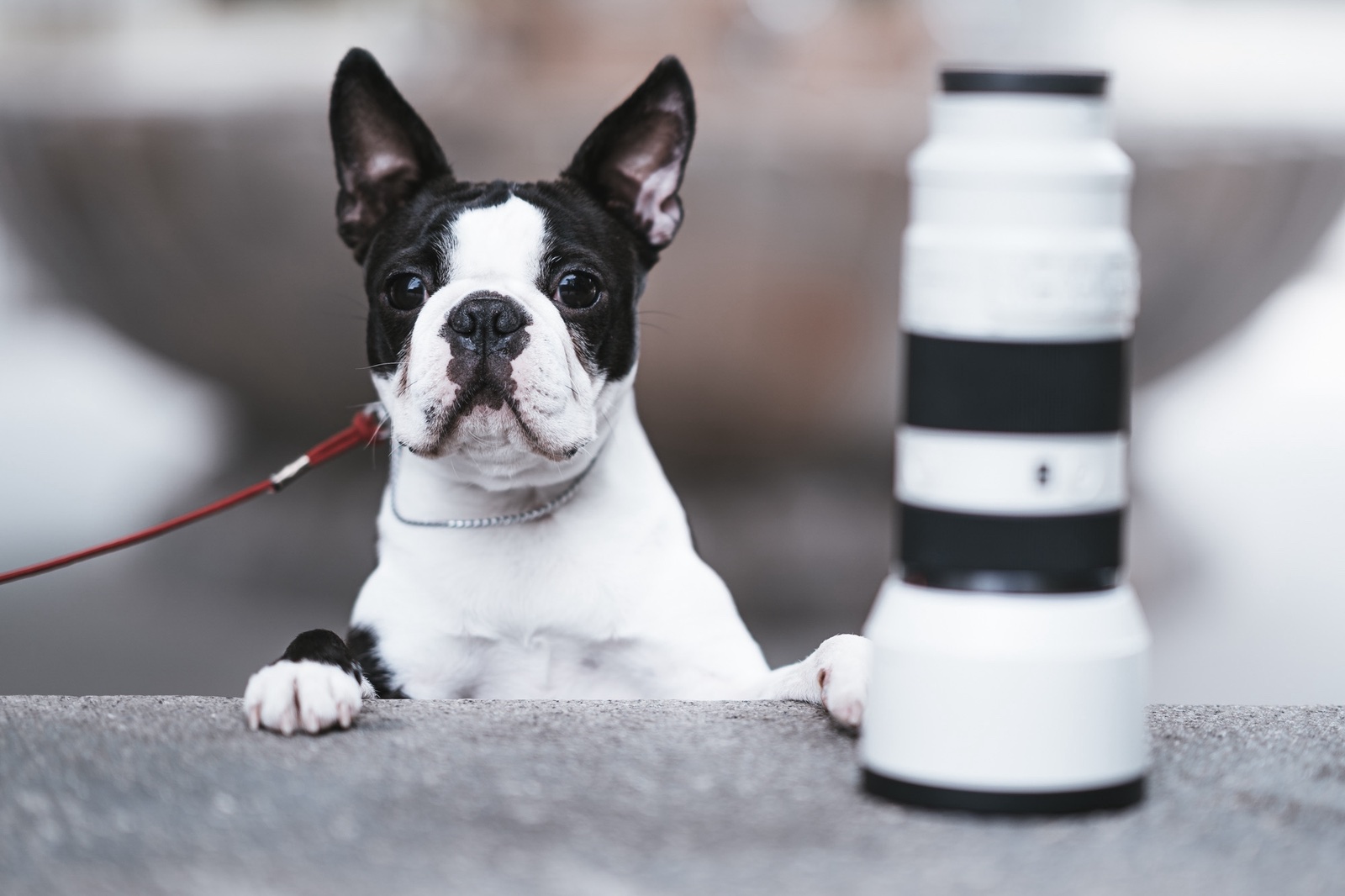 Chloe - International Champion Boston Terrier