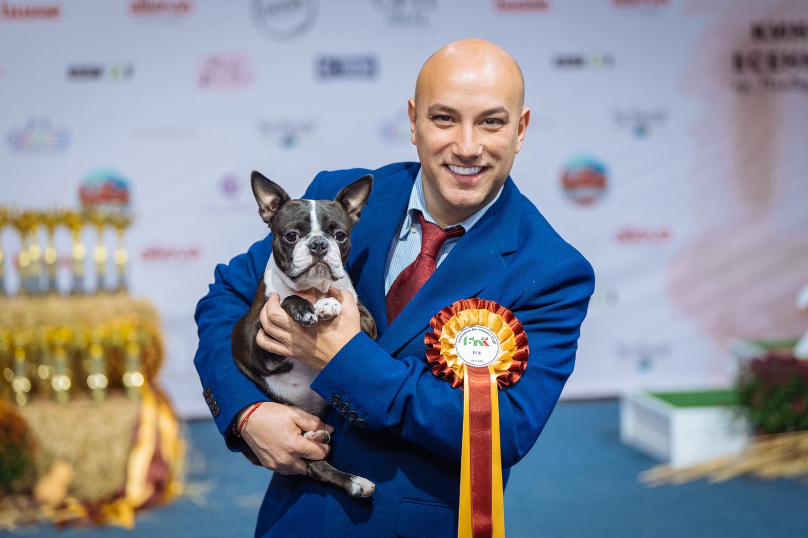 Resilient Rachel - International Champion Boston Terrier