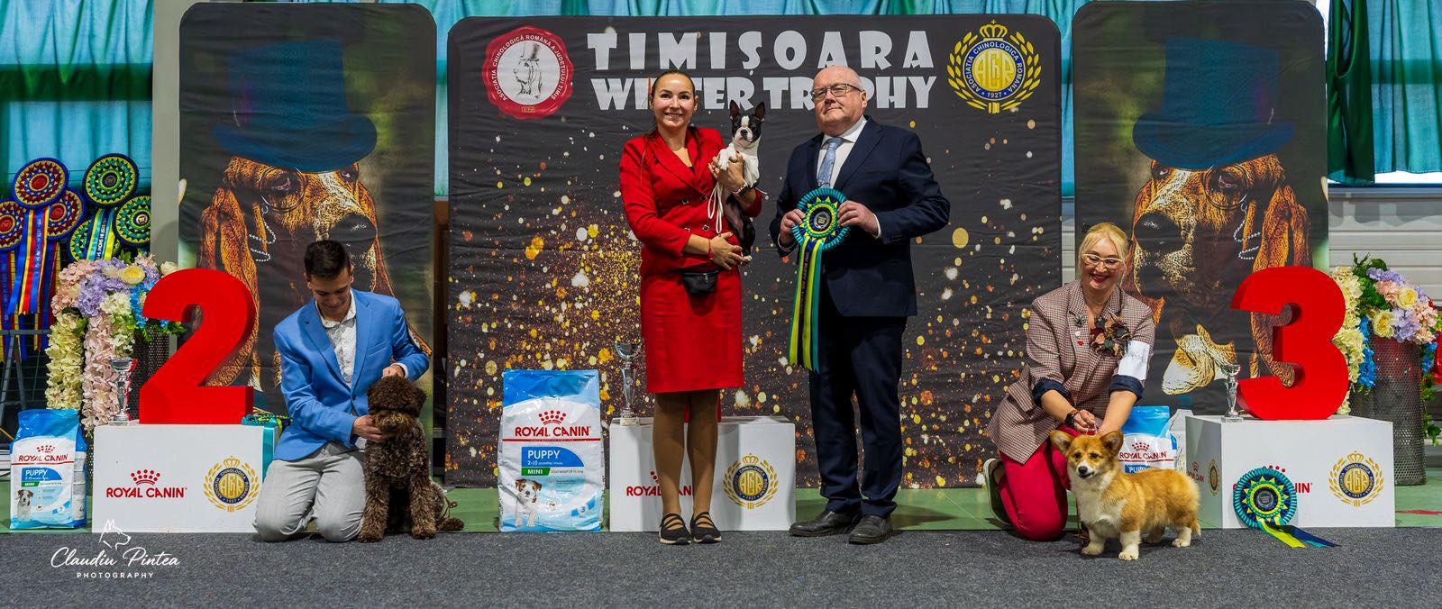 Divine Darla - Boston Terrier