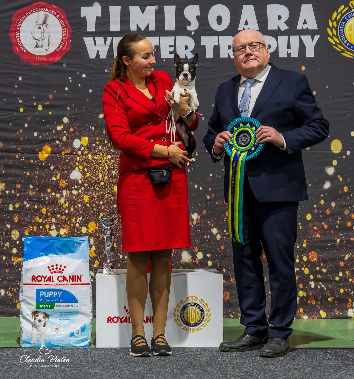 Divine Darla - Boston Terrier