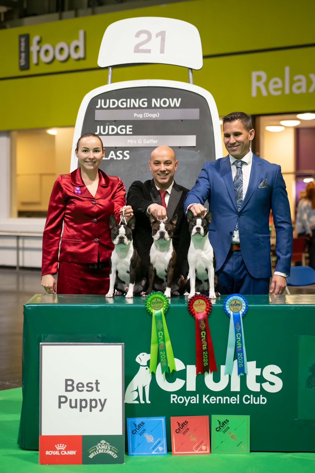 Divine Darla - Boston Terrier