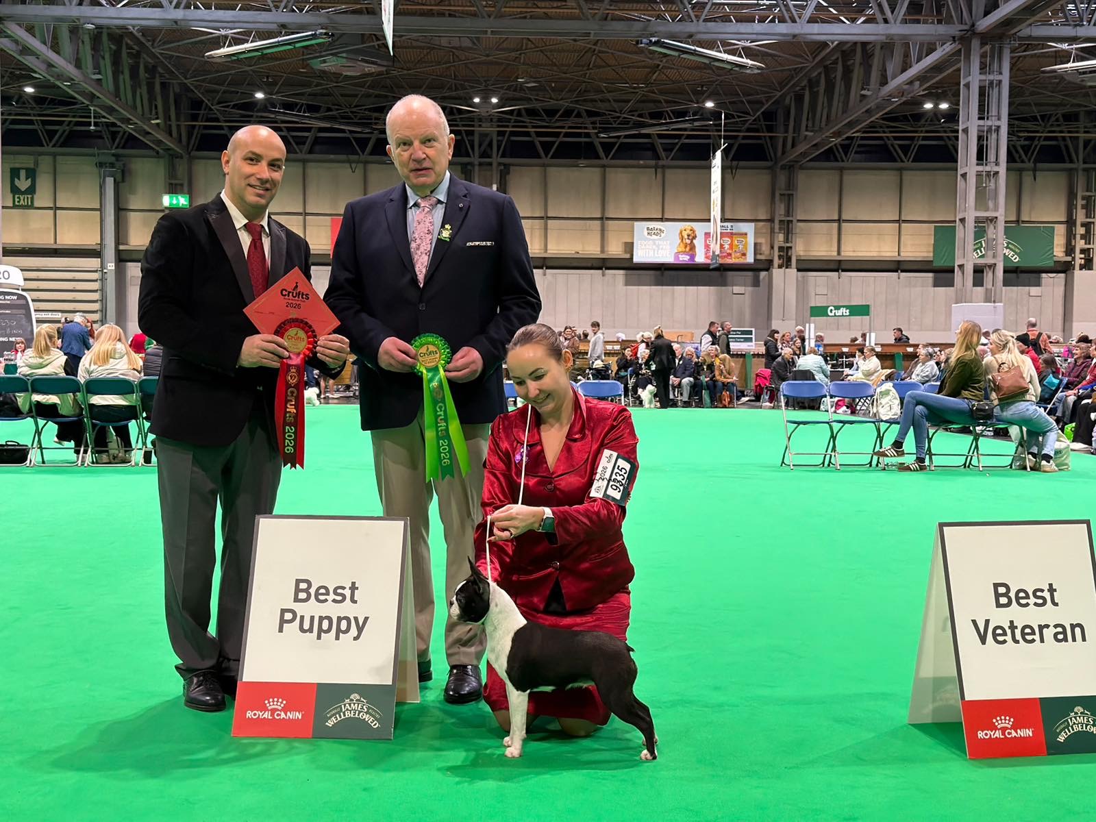 Divine Darla - Boston Terrier