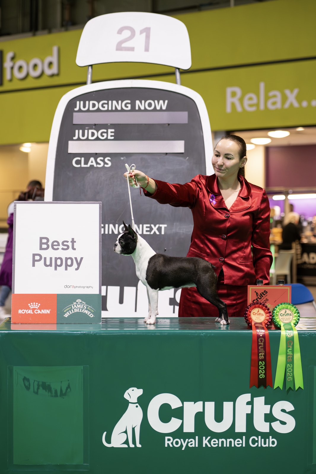 Divine Darla - Boston Terrier