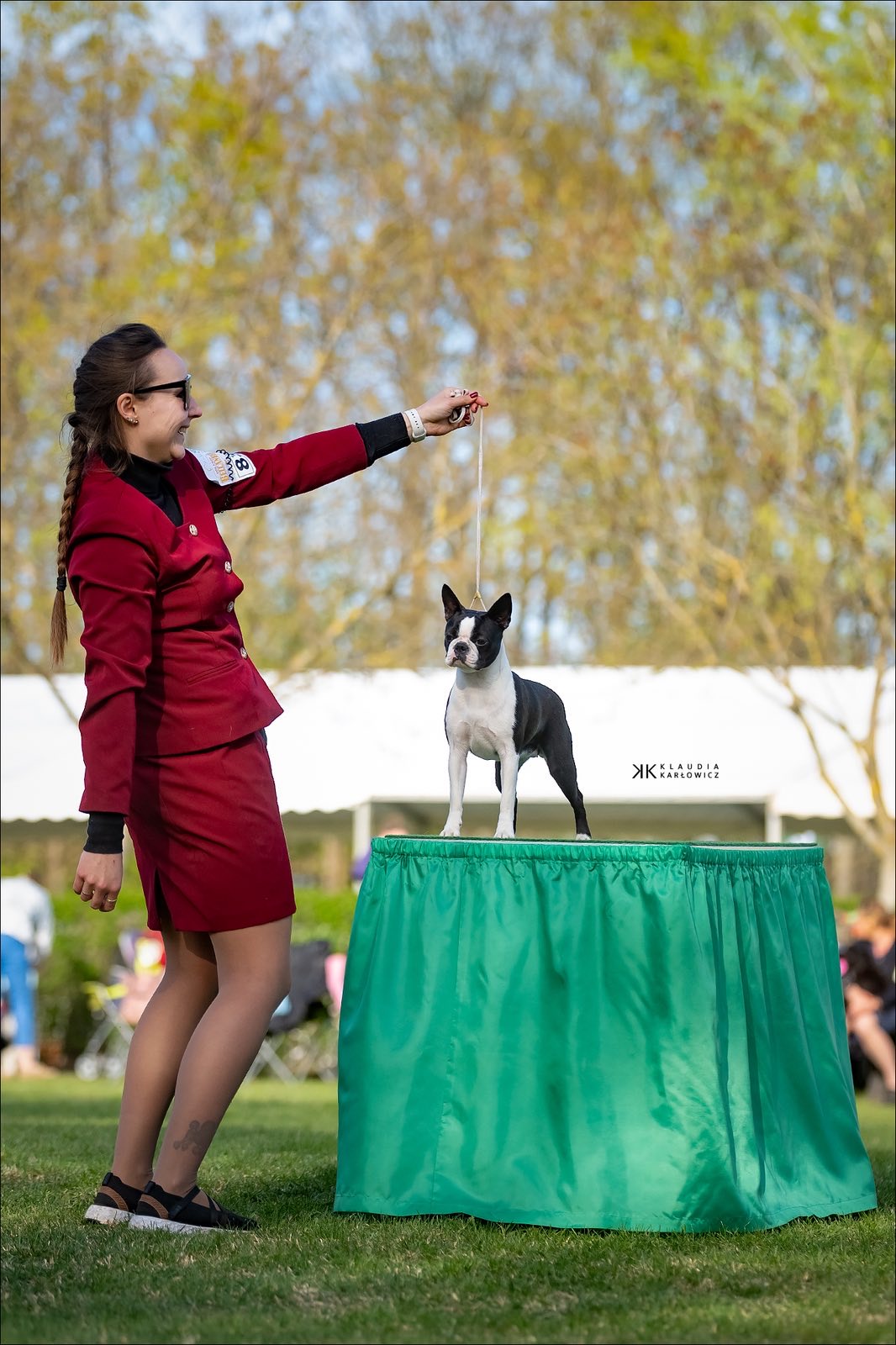 Divine Darla - Boston Terrier