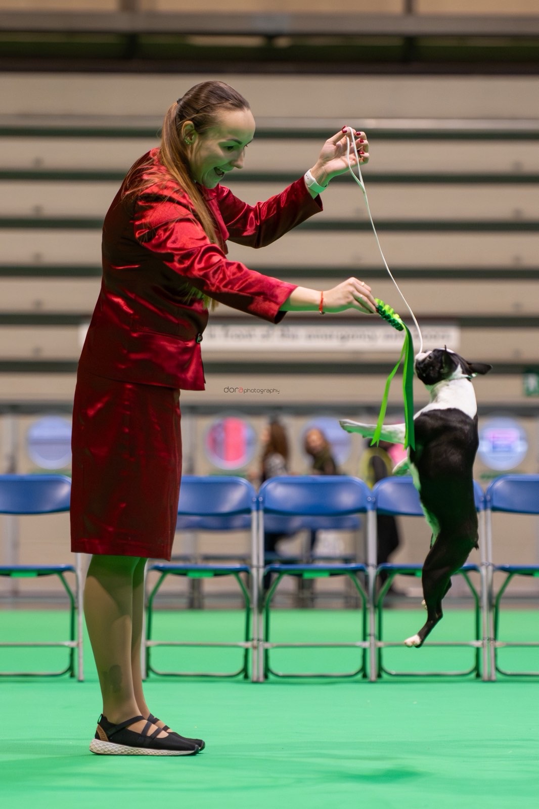 Divine Darla - Boston Terrier