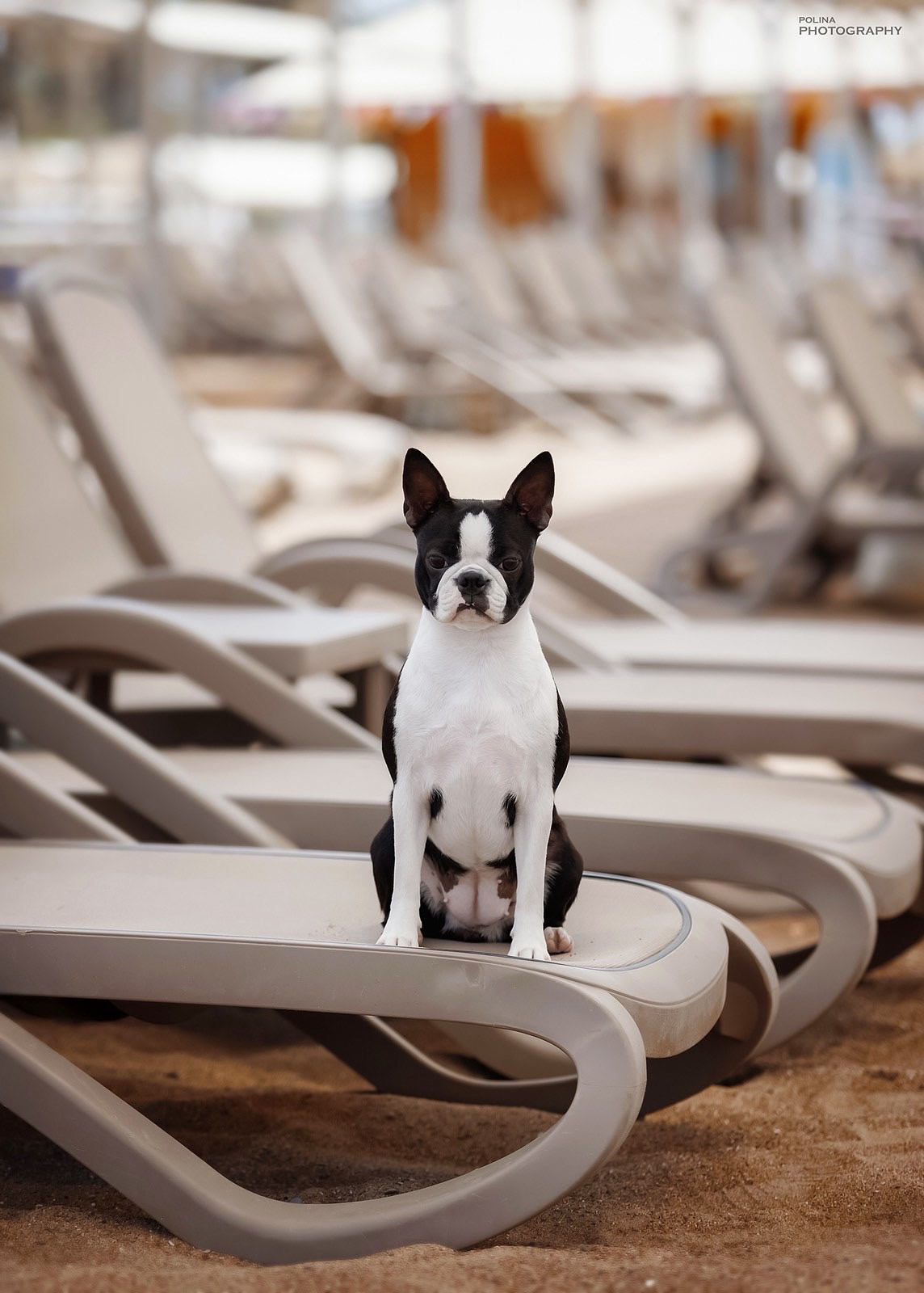Divine Darla - Boston Terrier