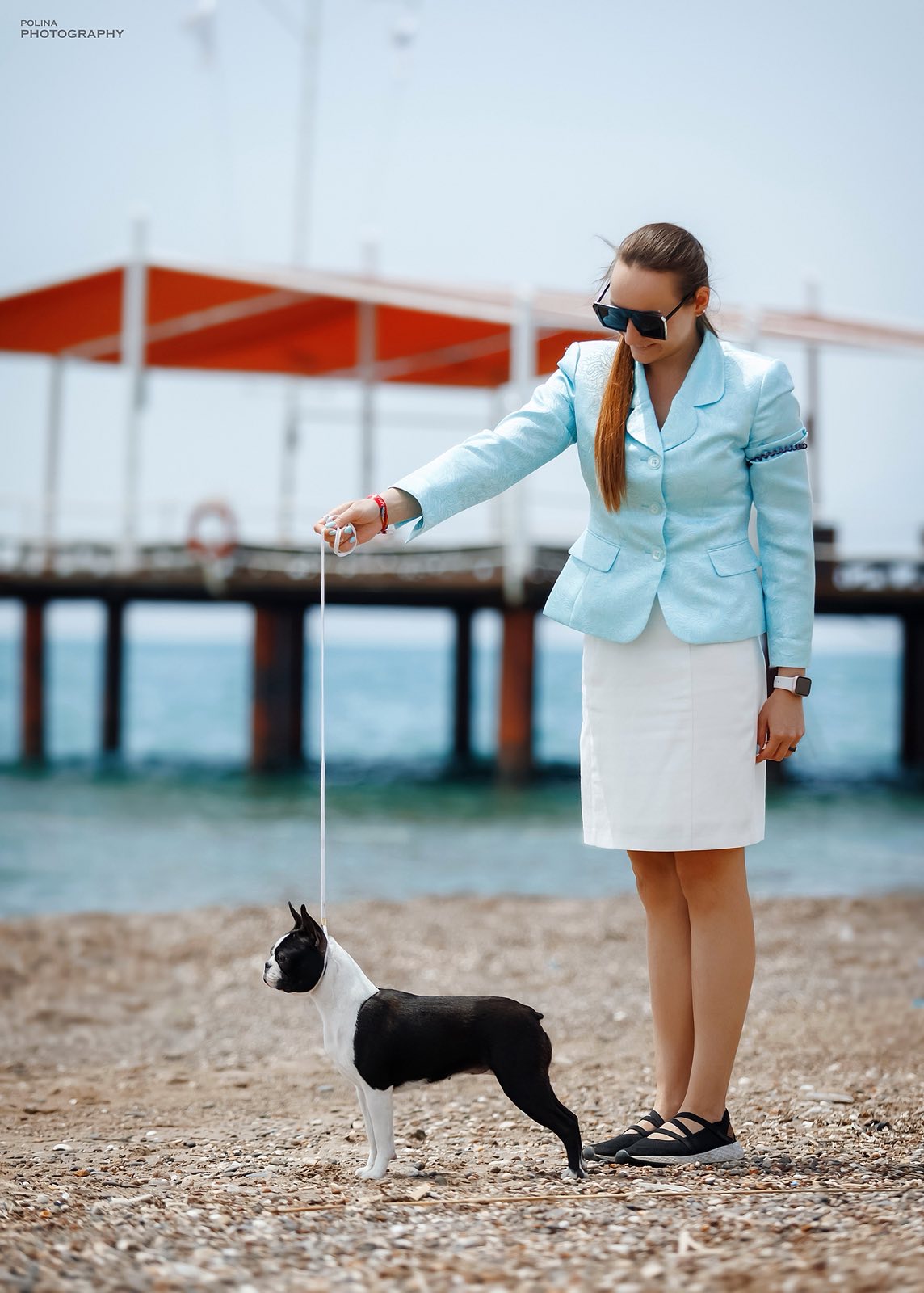 Divine Darla - Boston Terrier