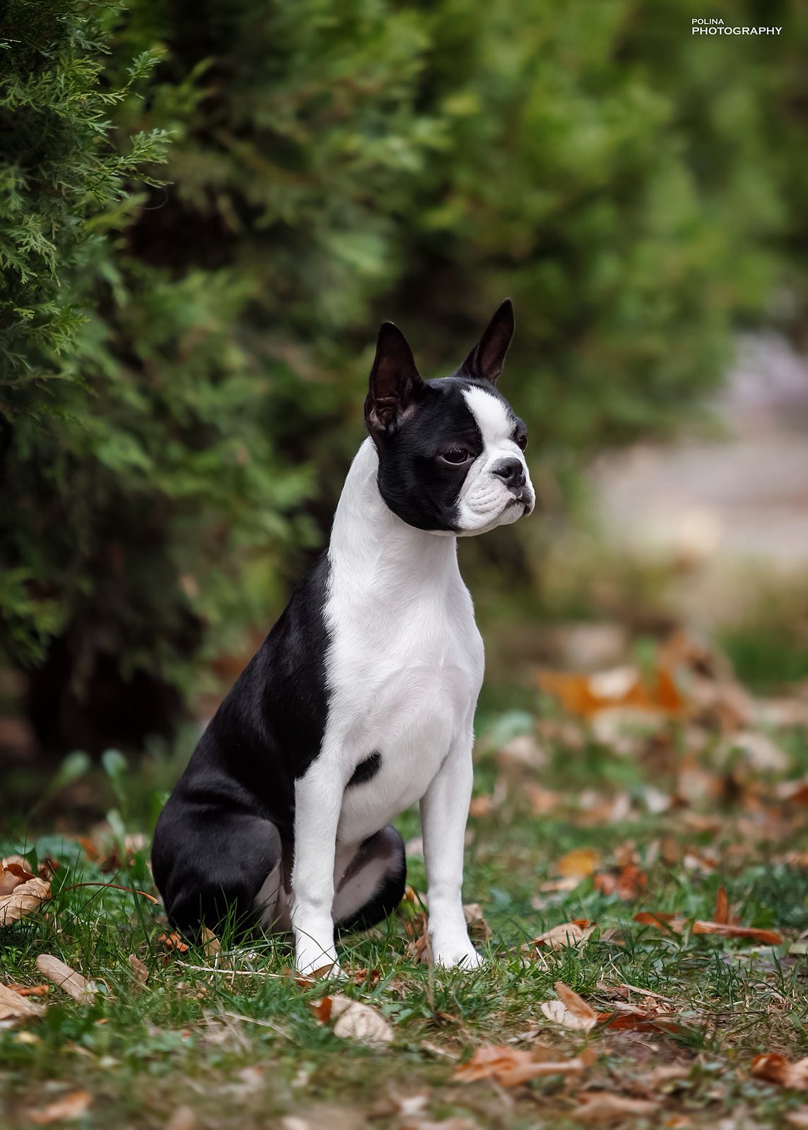 Divine Darla - Boston Terrier