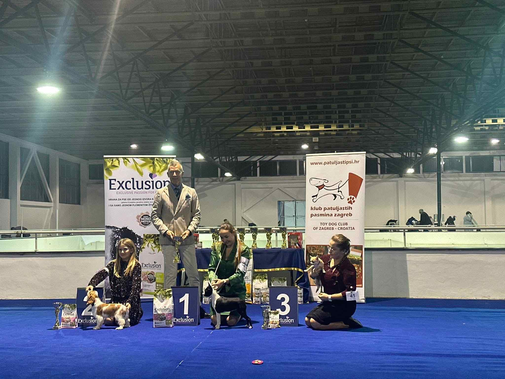 Divine Darla - Boston Terrier