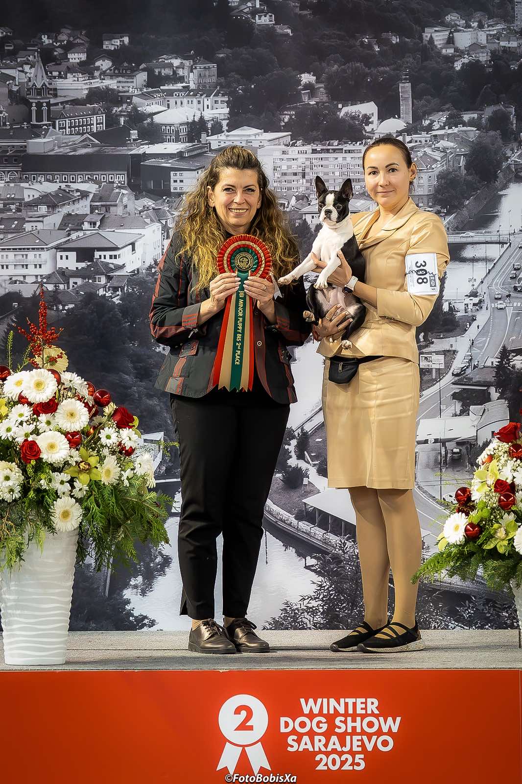 Divine Darla - Boston Terrier