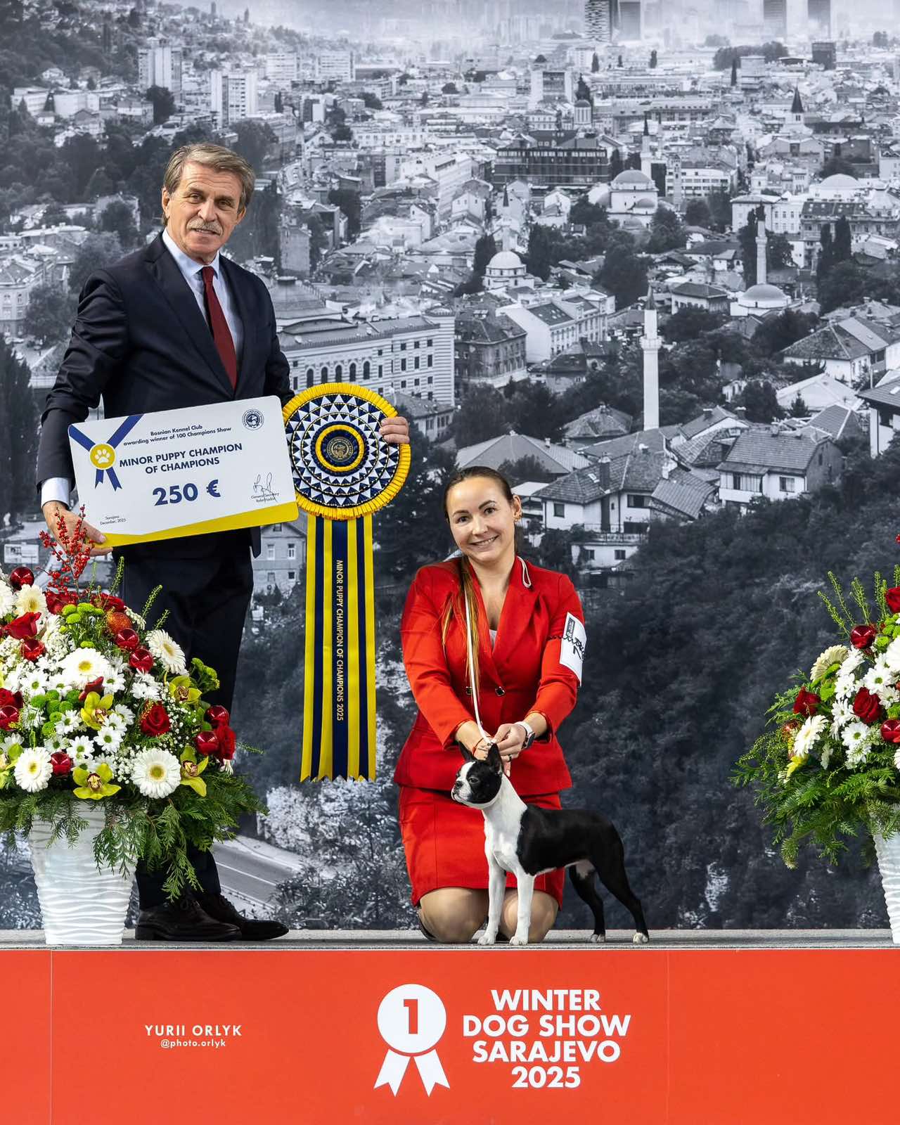 Divine Darla - Boston Terrier