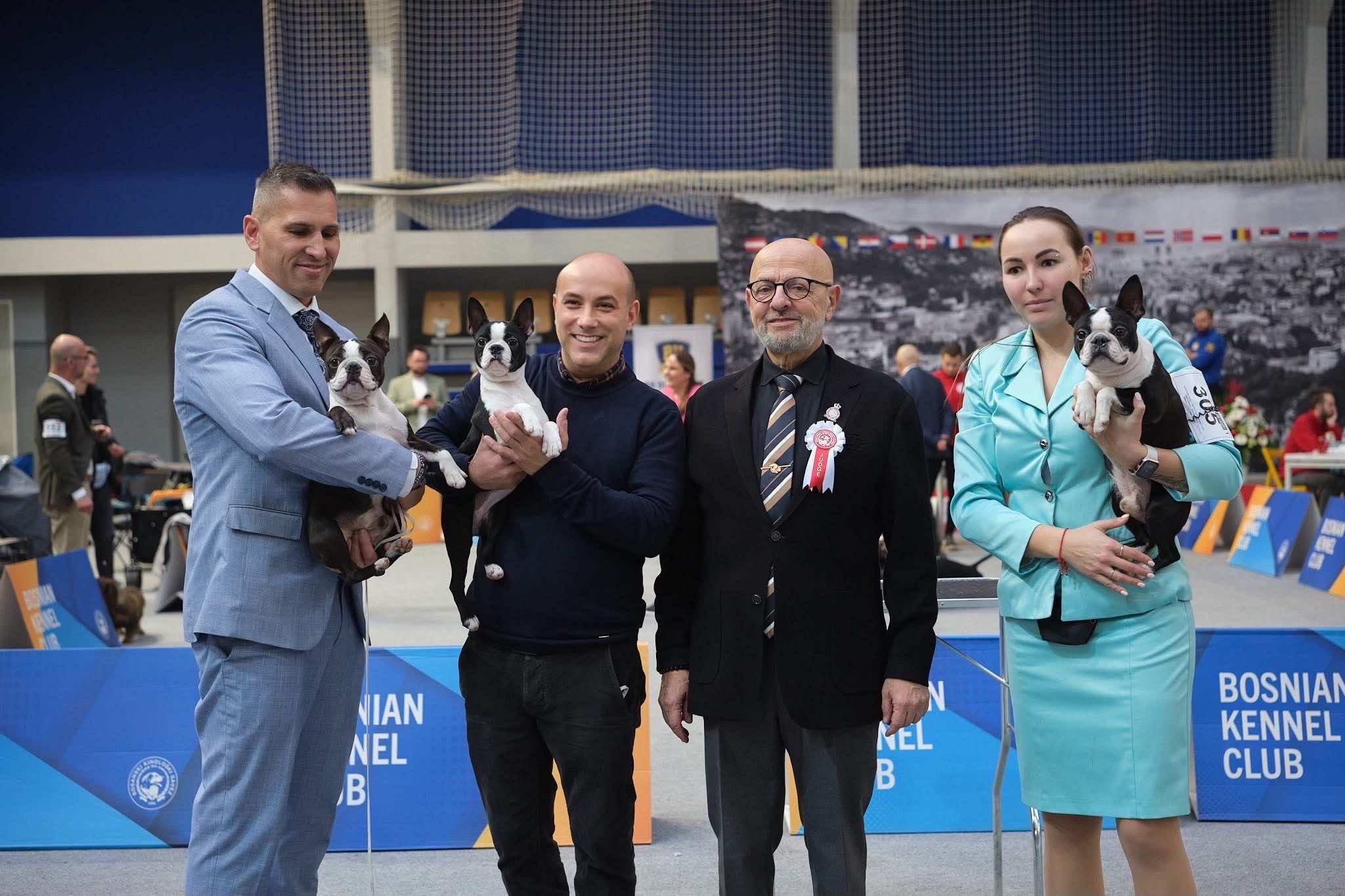 Divine Darla - Boston Terrier