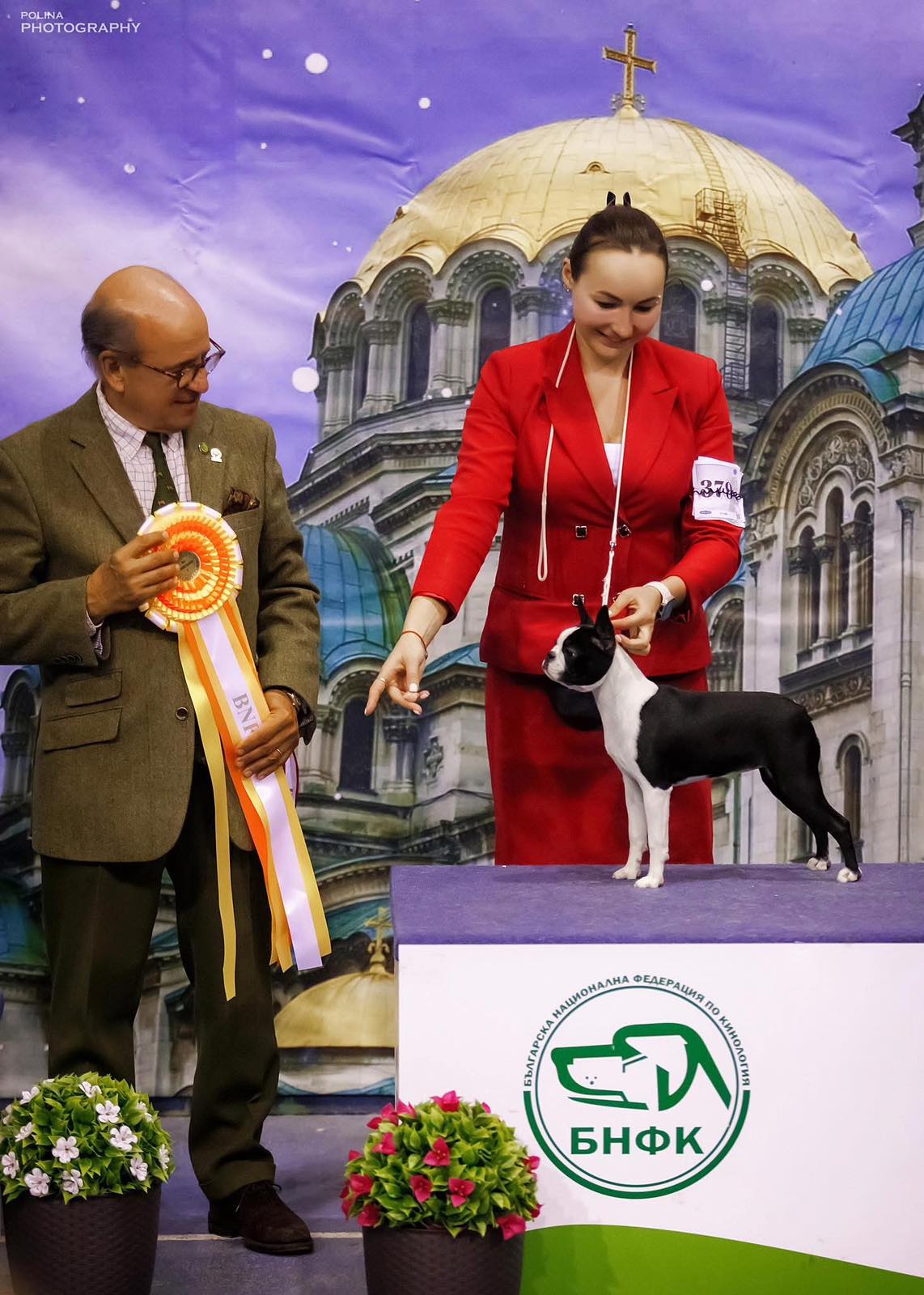 Divine Darla - Boston Terrier