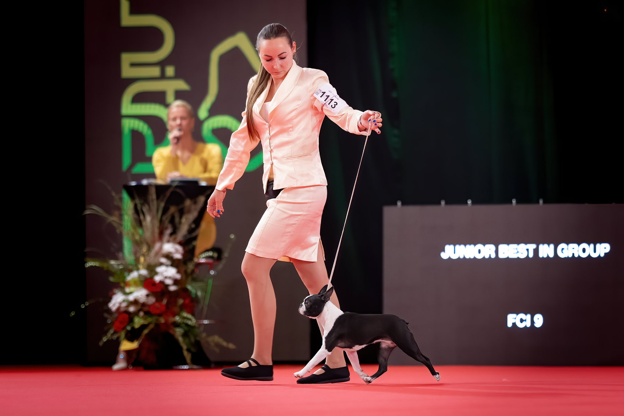 Divine Darla - Boston Terrier