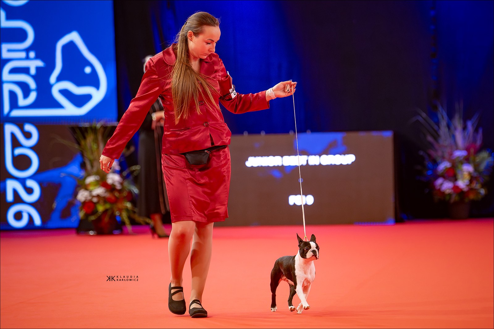 Divine Darla - Boston Terrier