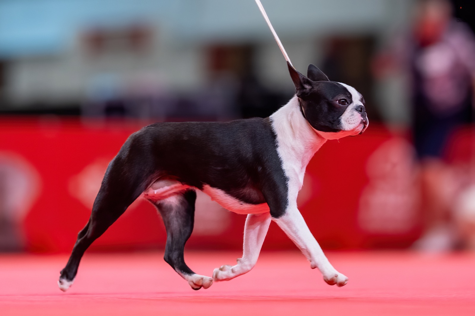 Divine Darla - Boston Terrier