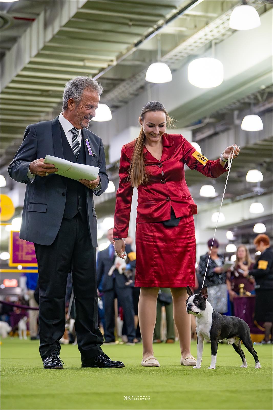 Elegant Ernesto - Club Show 2026 Best of Breed Boston Terrier