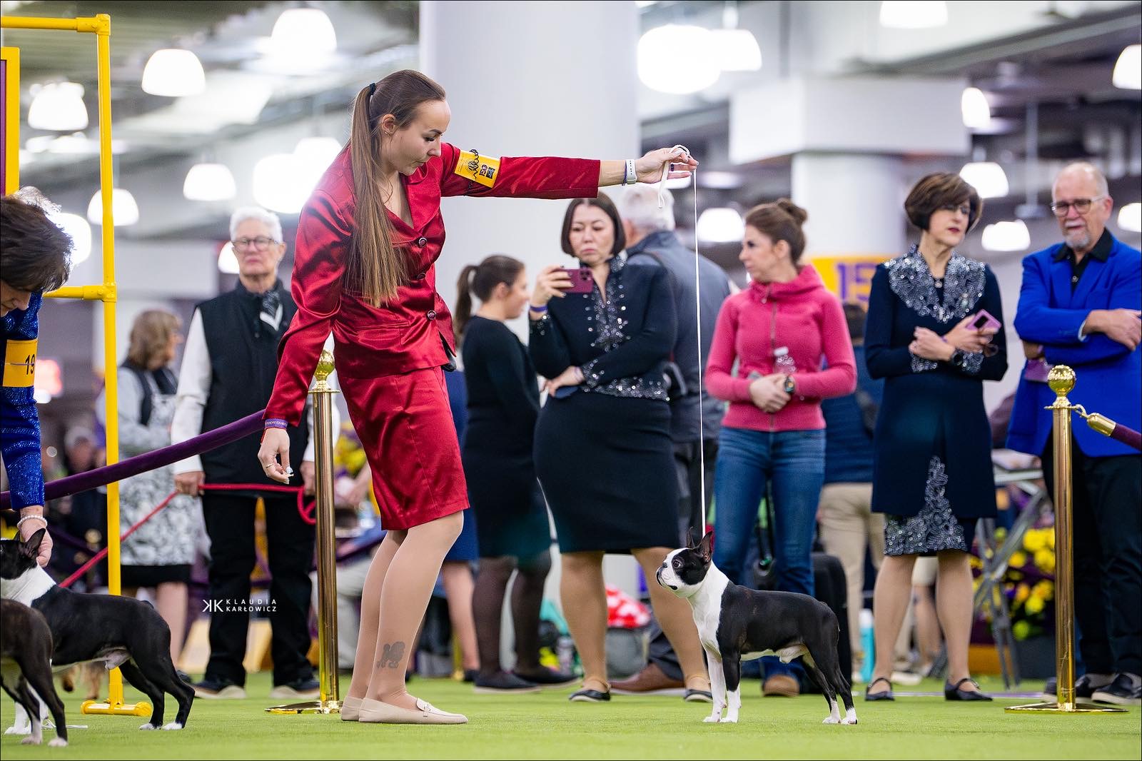 Elegant Ernesto - Club Show 2026 Best of Breed Boston Terrier