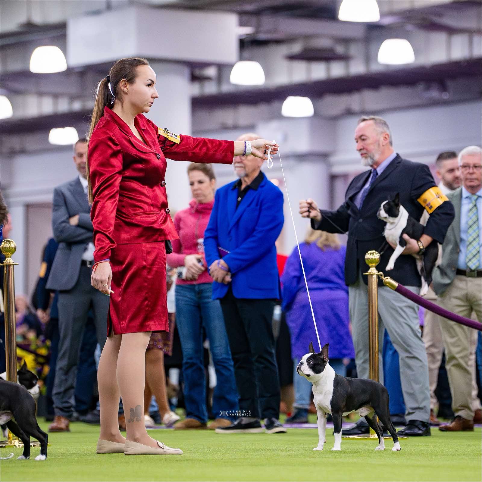 Elegant Ernesto - Club Show 2026 Best of Breed Boston Terrier