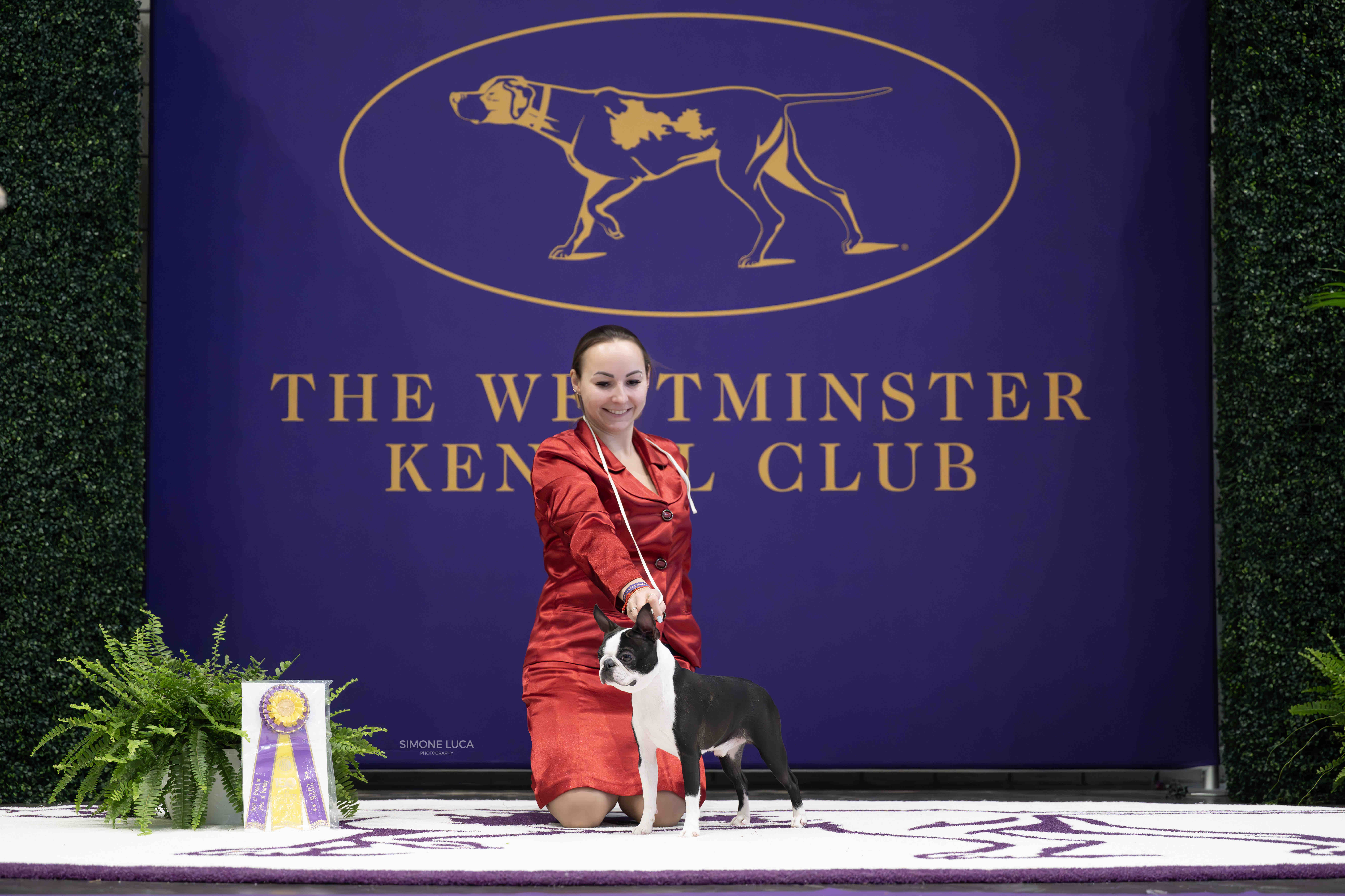 Elegant Ernesto - Club Show 2026 Best of Breed Boston Terrier
