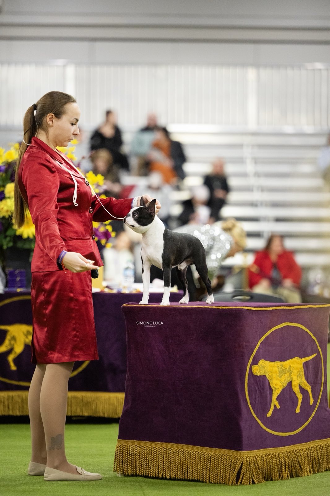 Elegant Ernesto - Club Show 2026 Best of Breed Boston Terrier