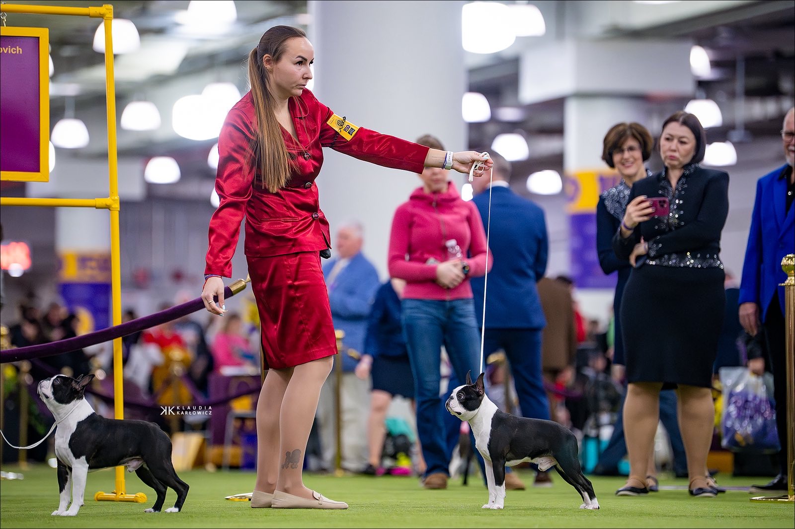 Elegant Ernesto - Club Show 2026 Best of Breed Boston Terrier
