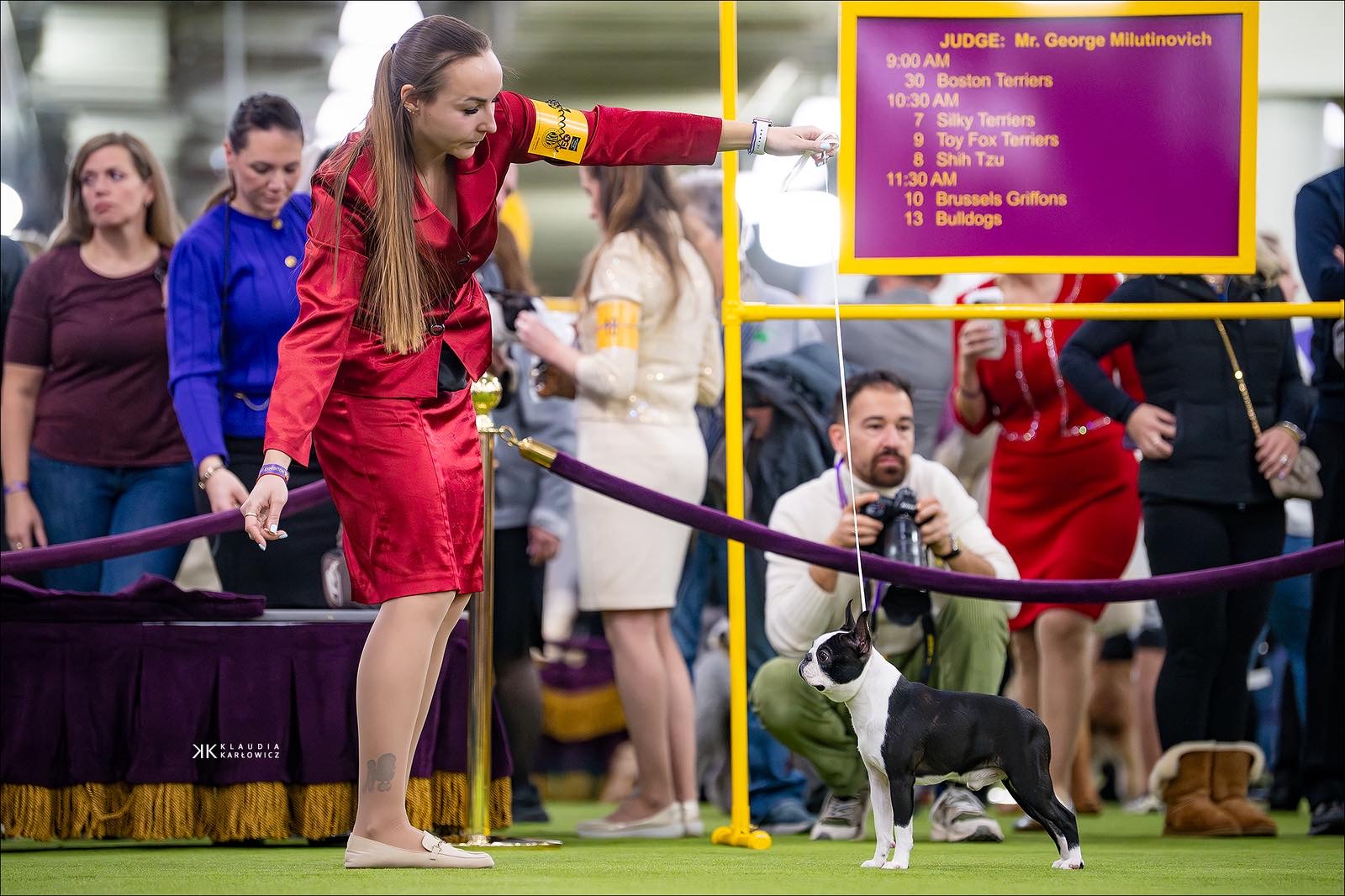 Elegant Ernesto - Club Show 2026 Best of Breed Boston Terrier