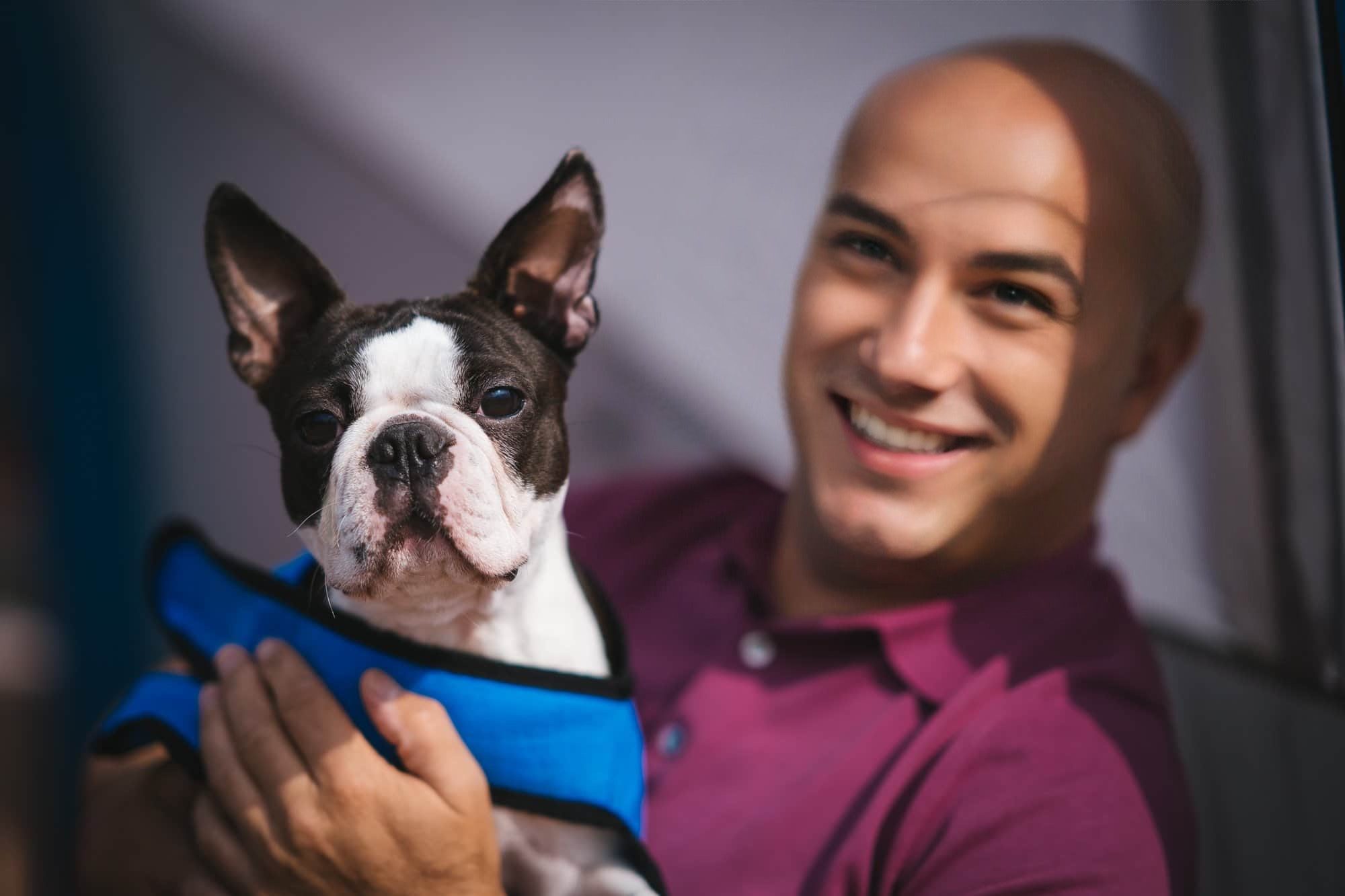 Champion Boston Terrier from AT Team Kennel in Plovdiv, Bulgaria