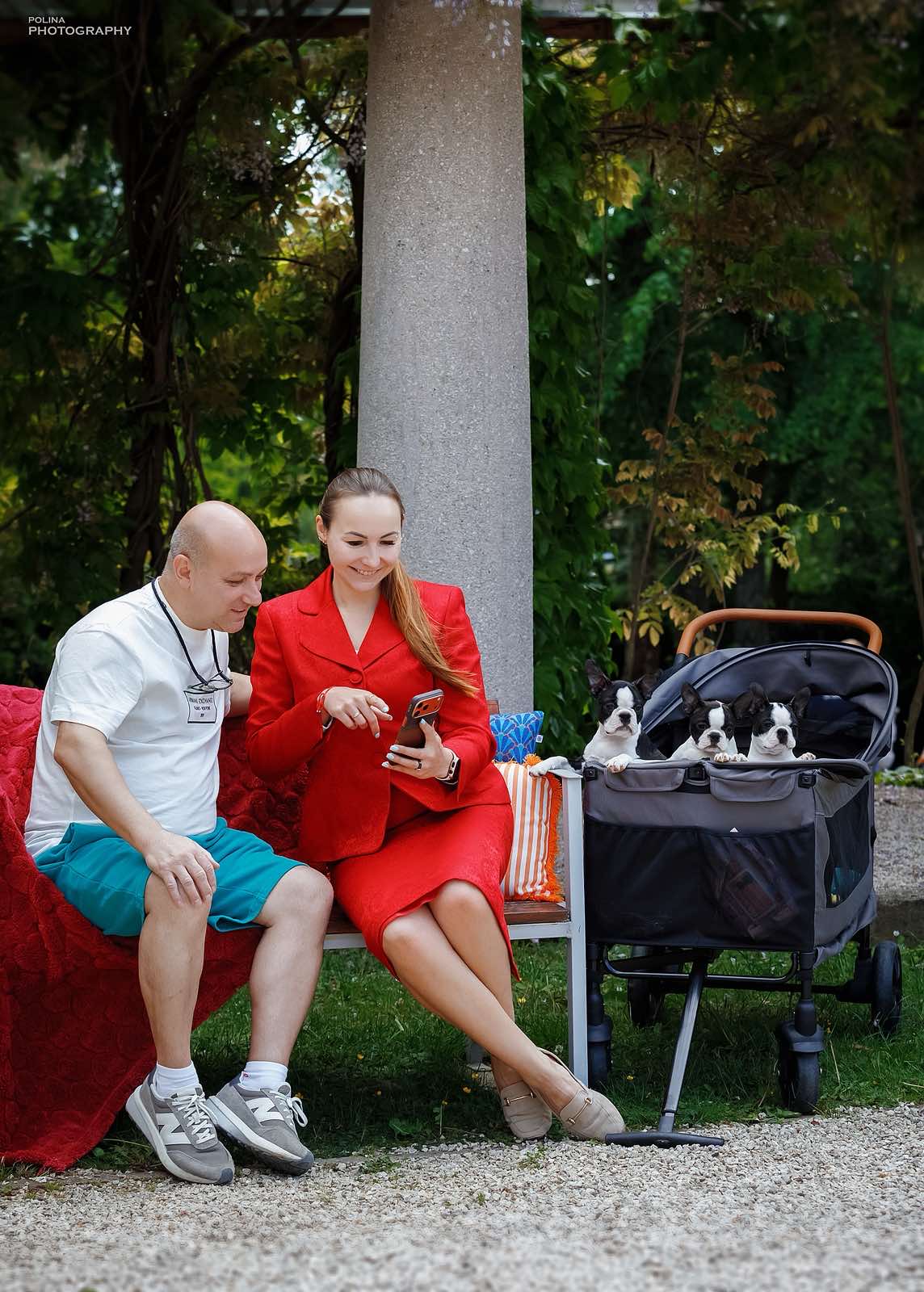 AT Team Boston Terrier Puppy