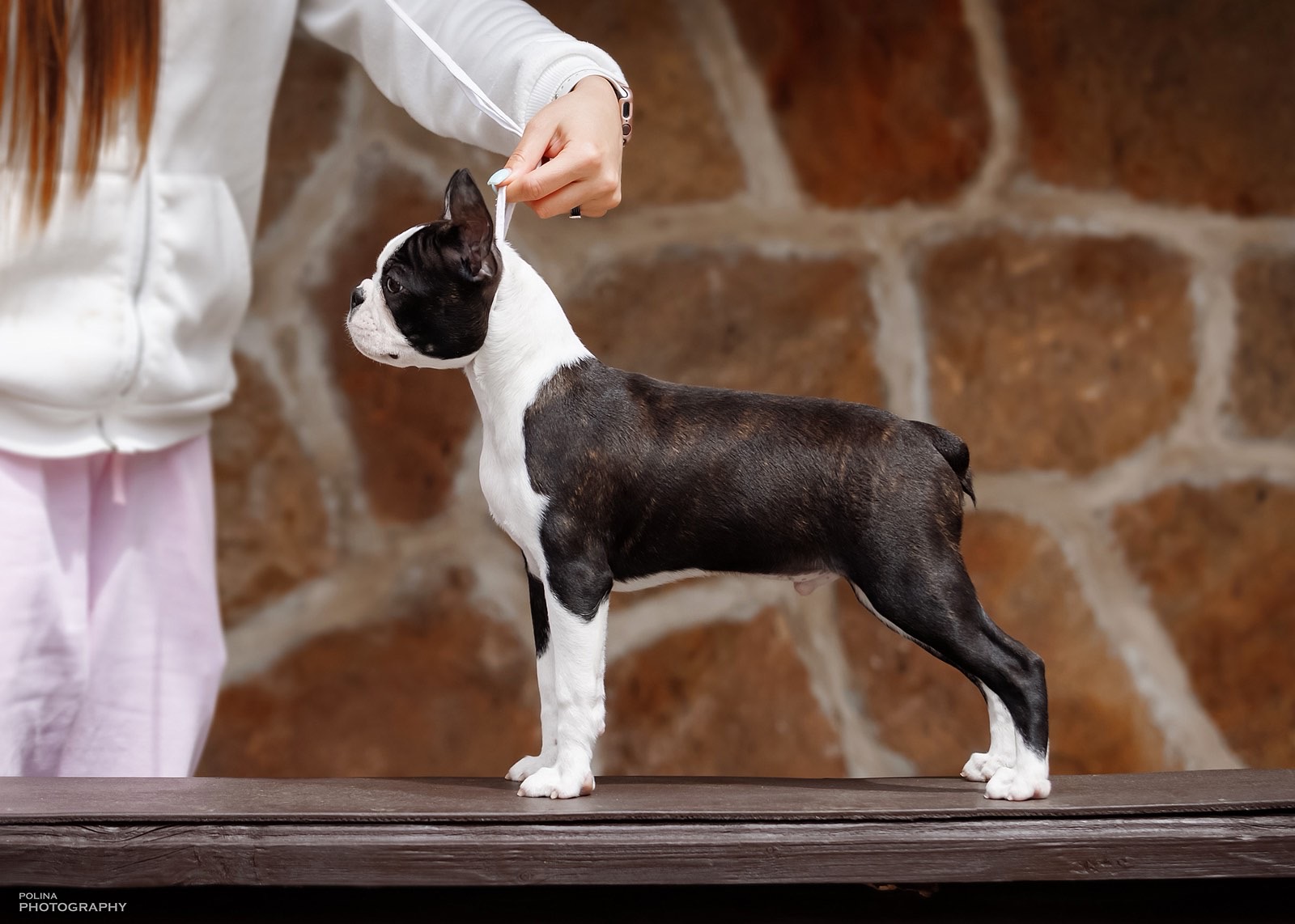 AT Team Boston Terrier Puppy